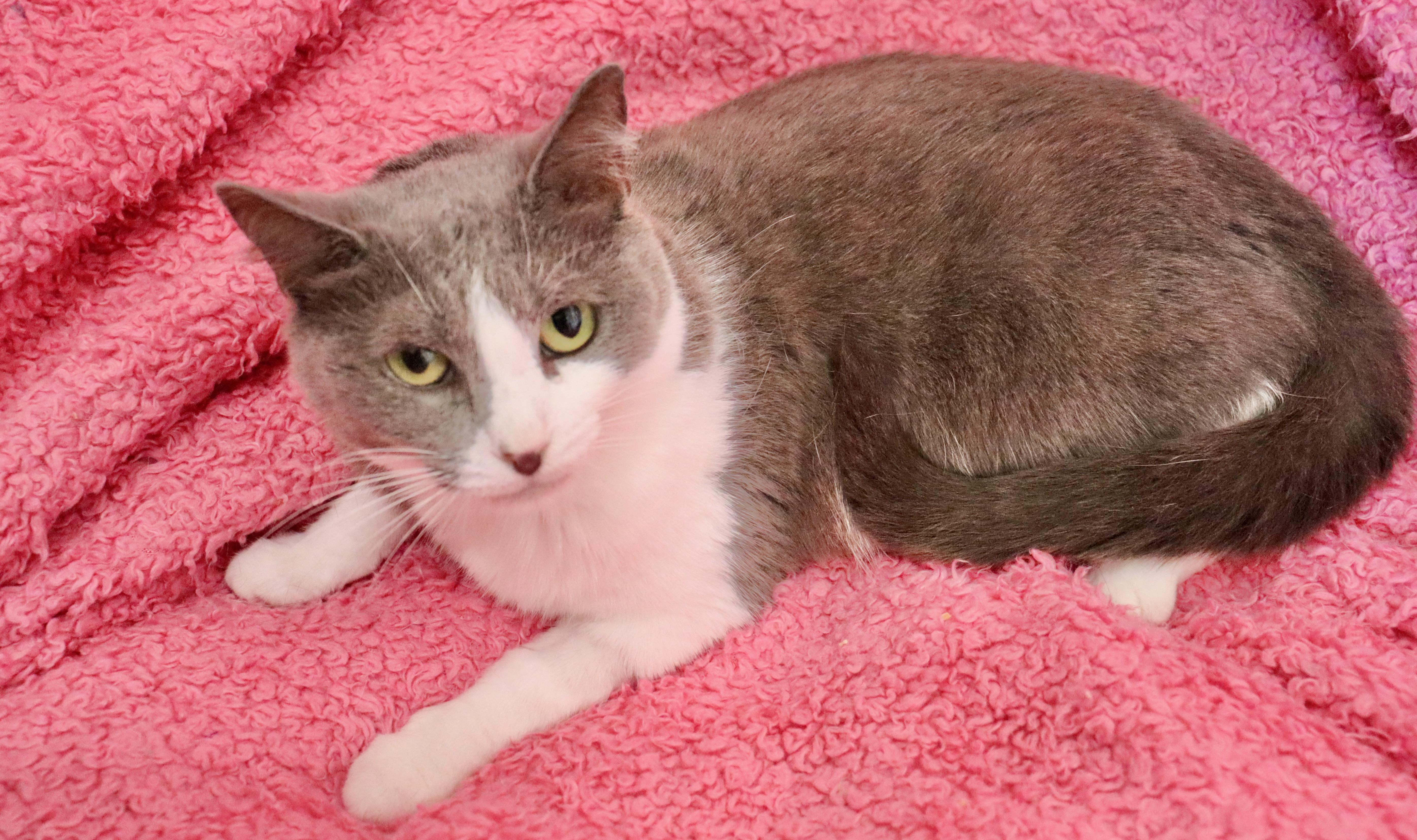 Gracie thumbnail 3
