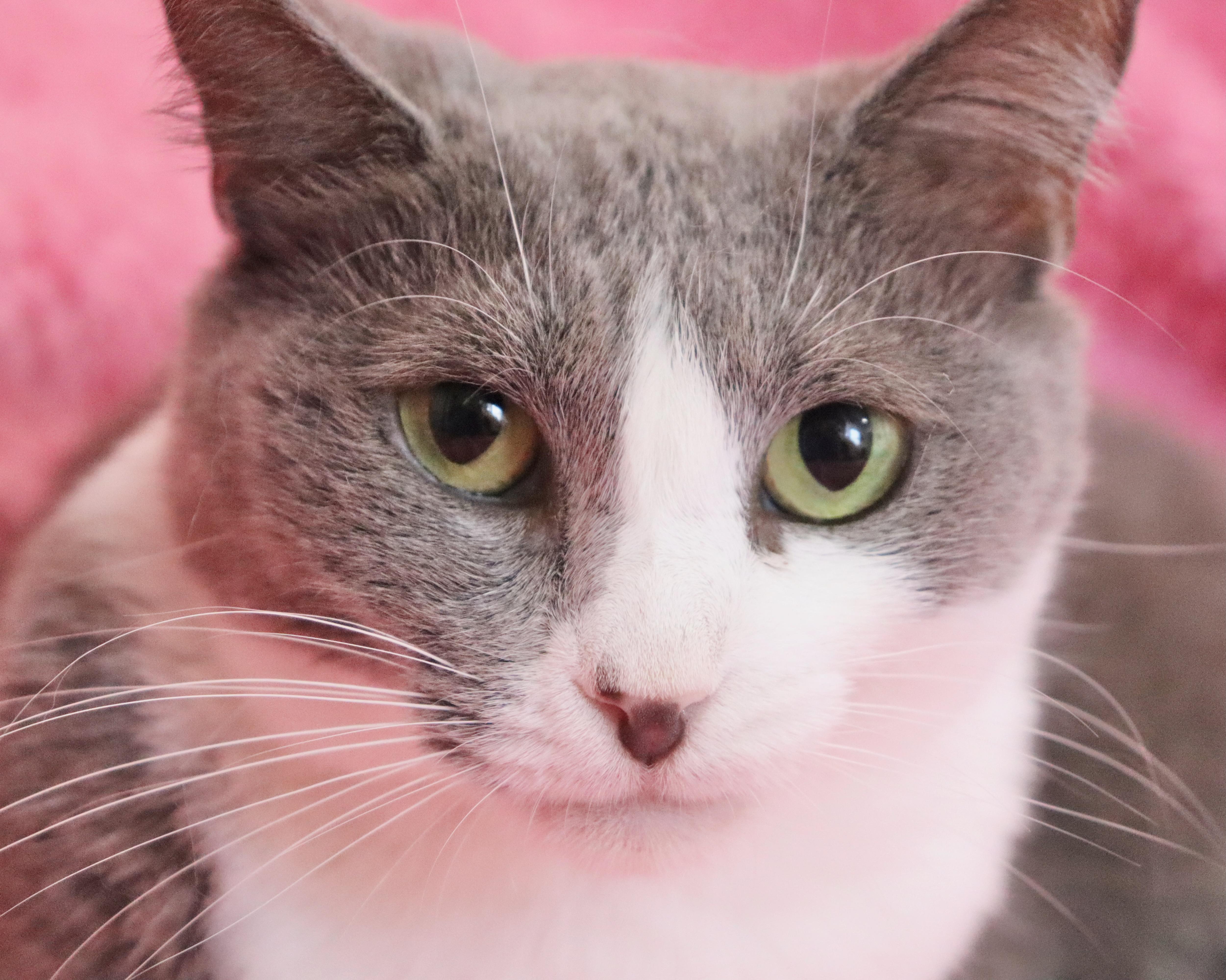 Gracie thumbnail 2