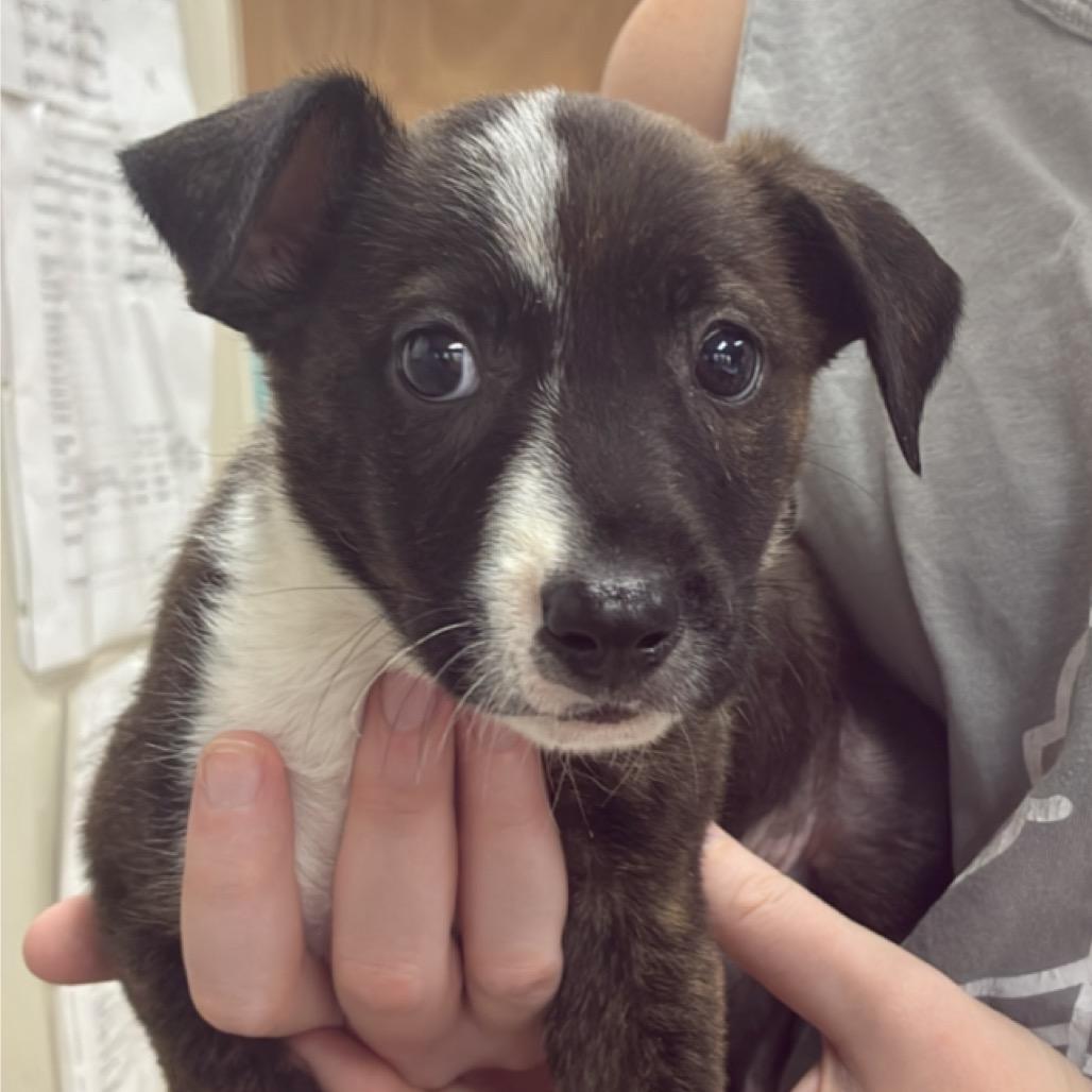 Moth Man, Adoptable, Puppy Male Labrador Retriever.