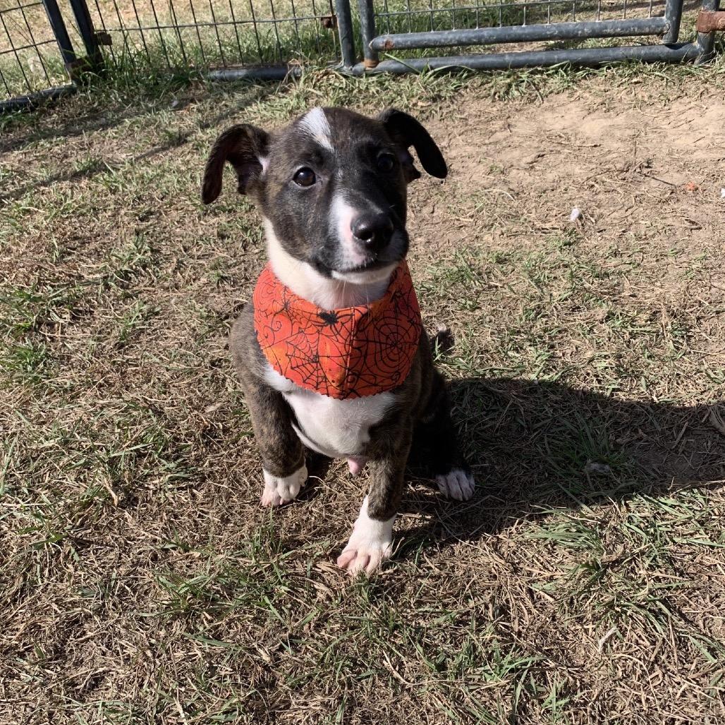 Enlarge Moth Man, a Adoptable Labrador Retriever in Fargo, ND image 3/5