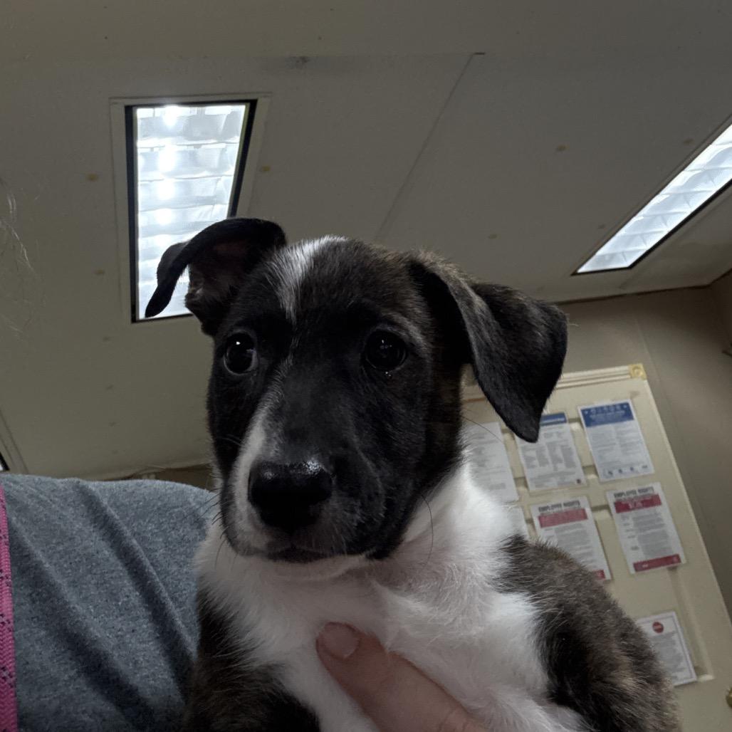 Enlarge Moth Man, a Adoptable Labrador Retriever in Fargo, ND image 5/5