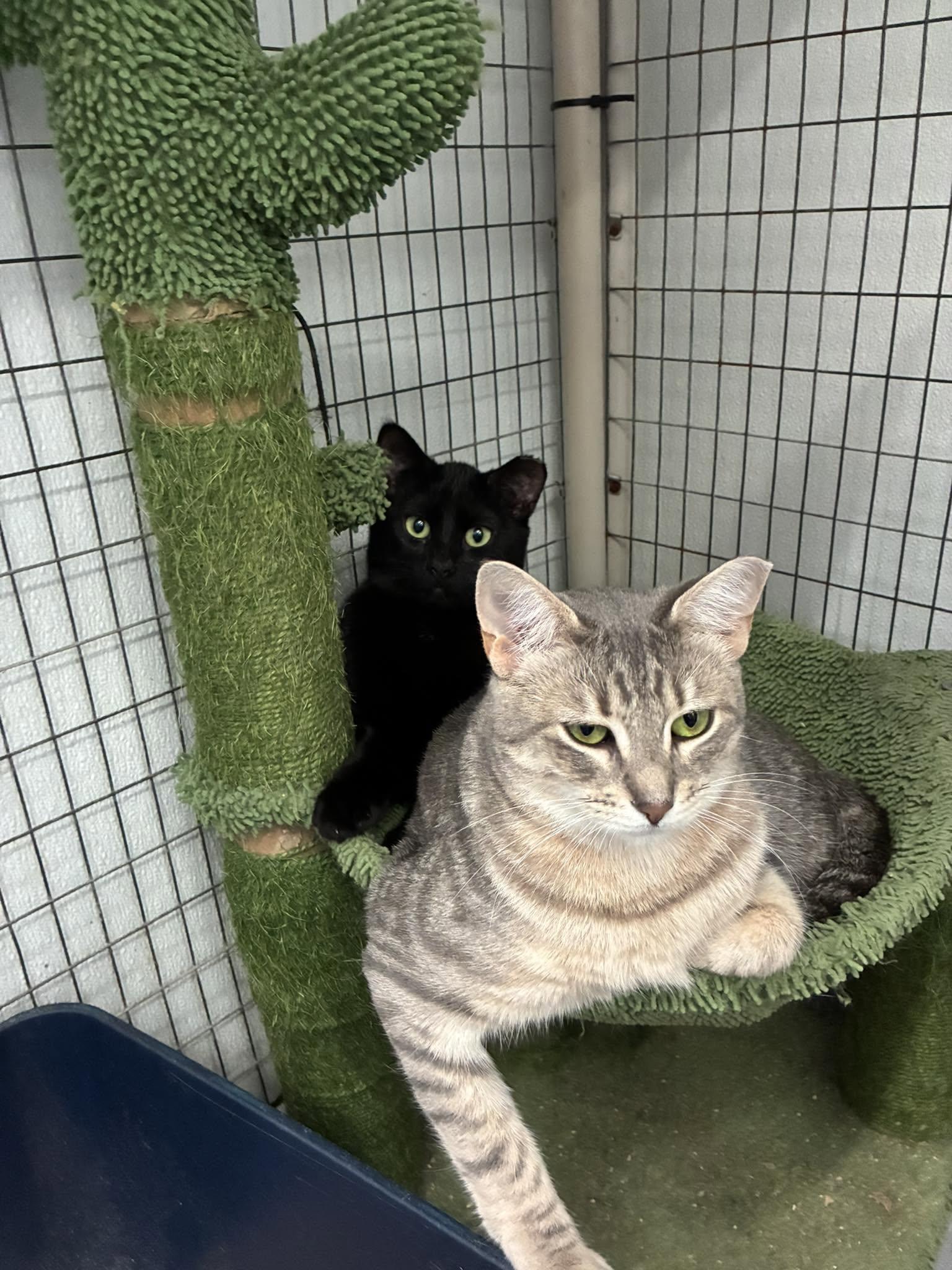 Blackmail, a ADOPTABLE Domestic Short Hair in Lake Hopatcong, NJ image 5/5