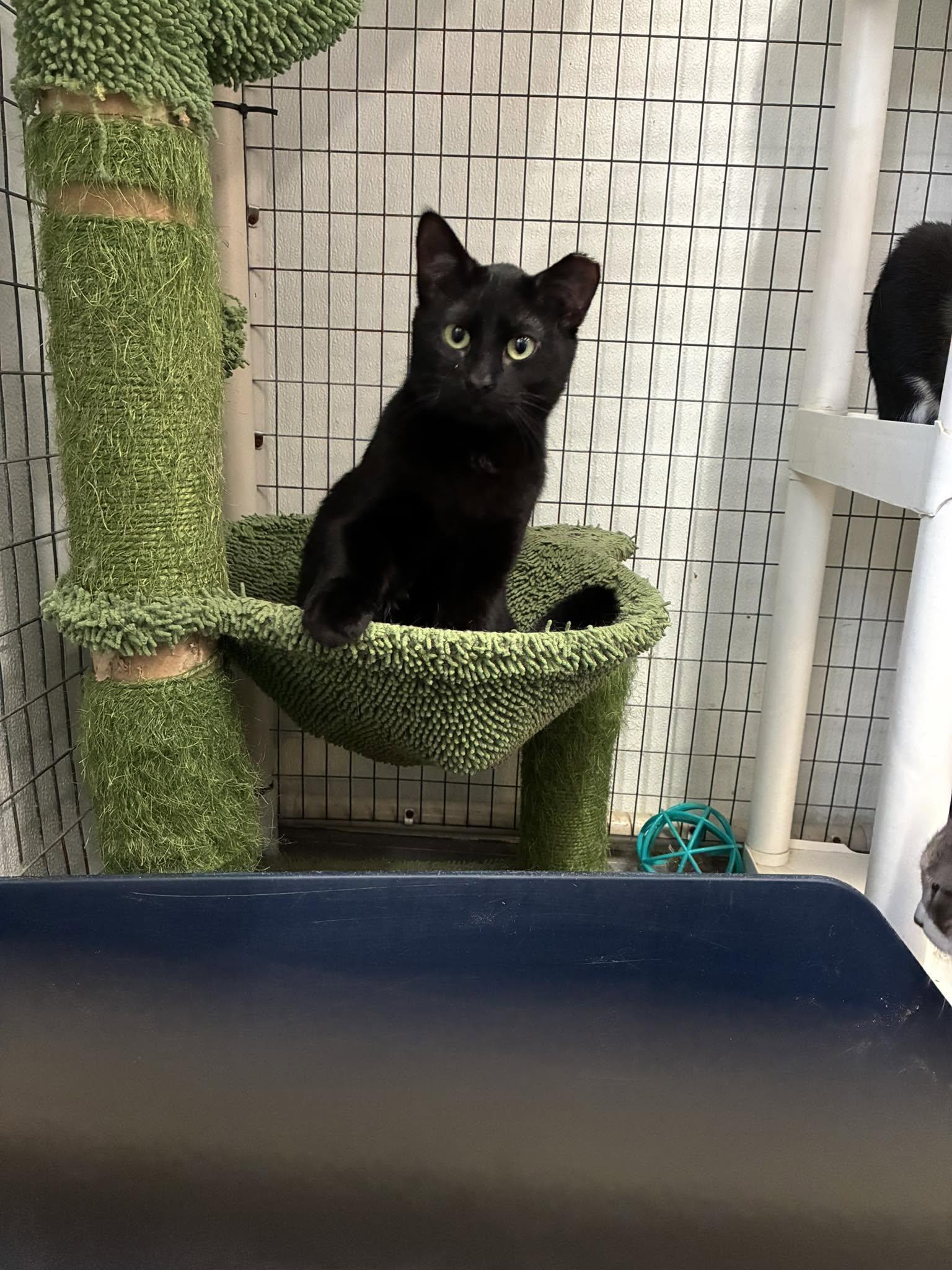 Blackmail, a ADOPTABLE Domestic Short Hair in Lake Hopatcong, NJ image 4/5