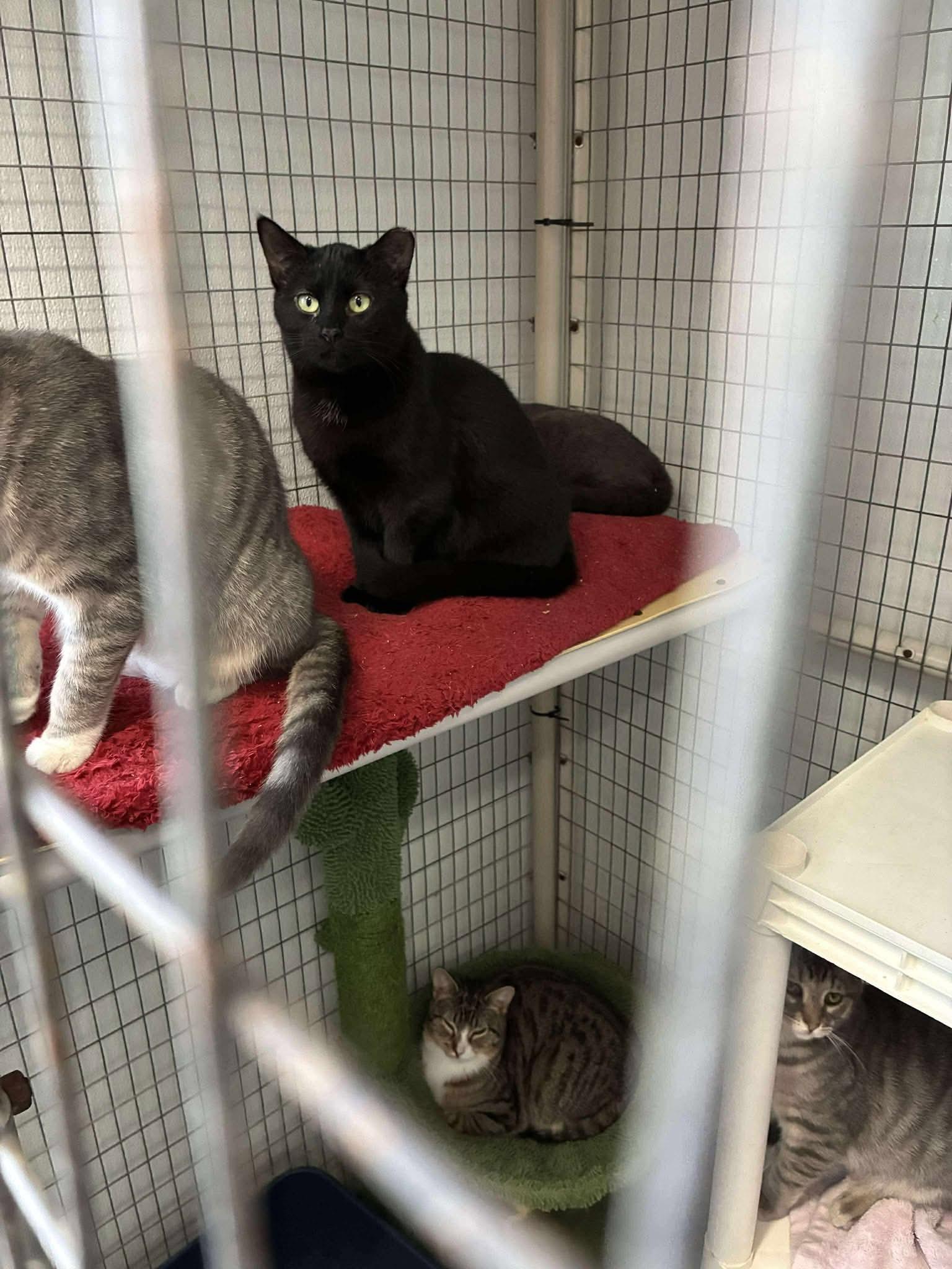 Blackmail, a ADOPTABLE Domestic Short Hair in Lake Hopatcong, NJ image 4/5