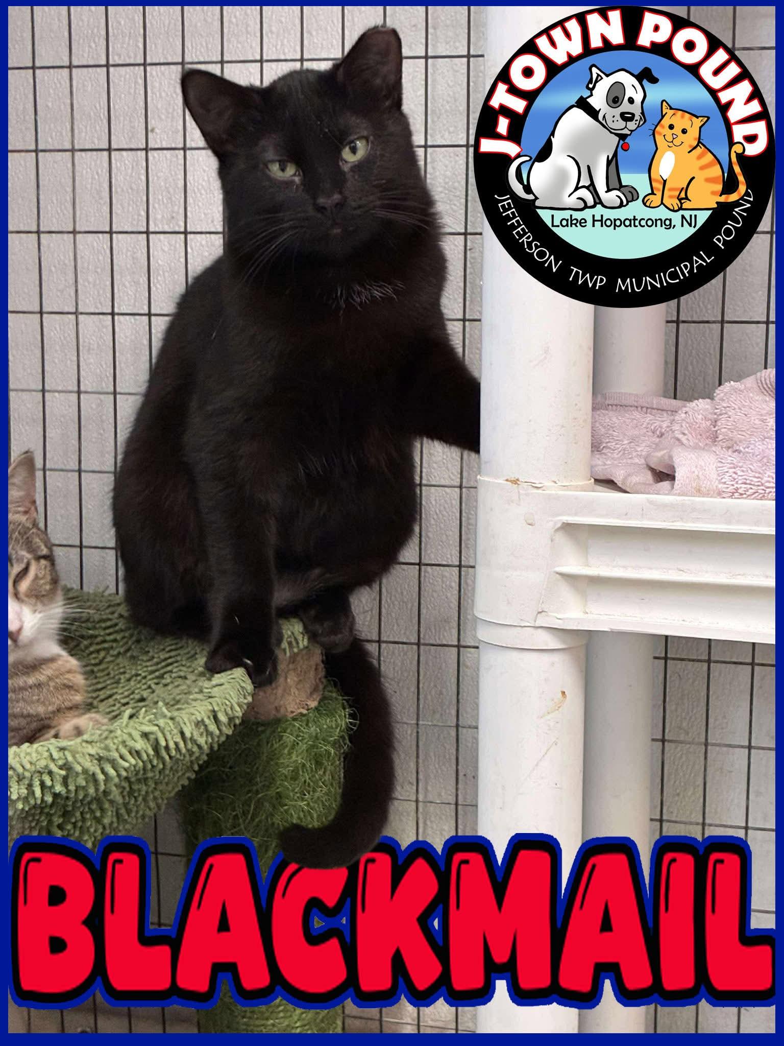 Blackmail, a ADOPTABLE Domestic Short Hair in Lake Hopatcong, NJ image 3/5