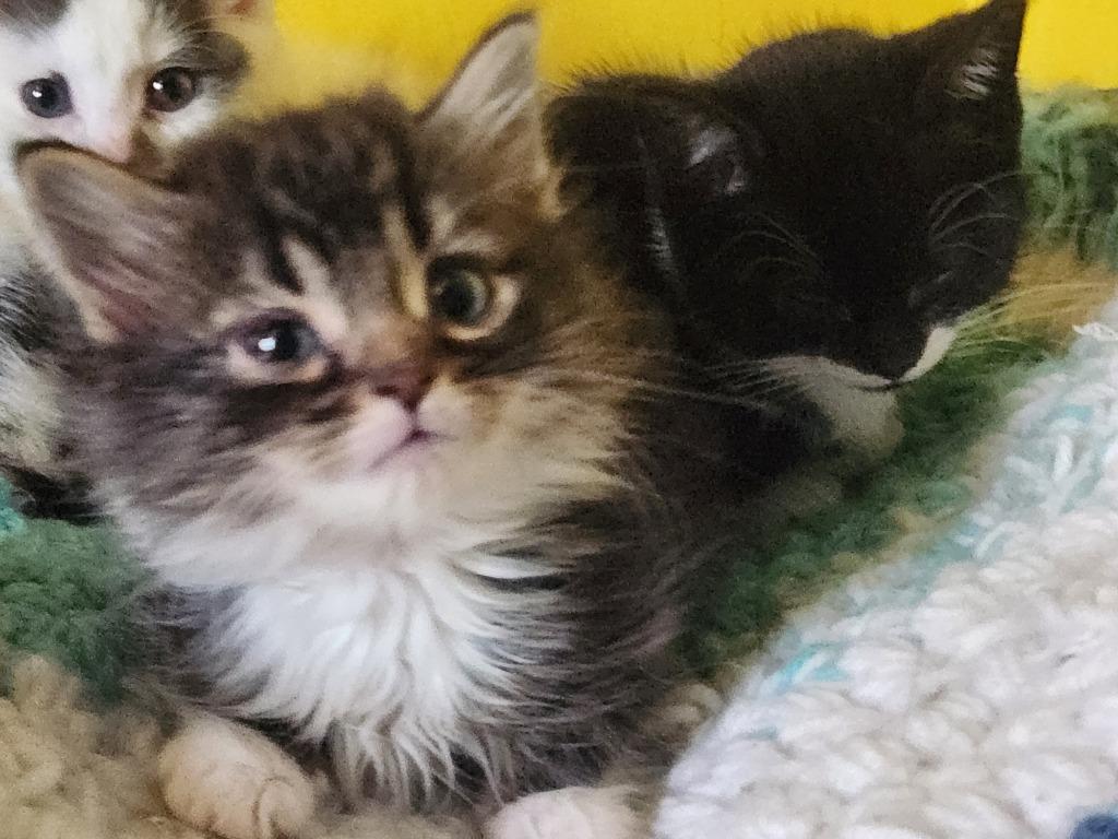 Max, Adopted, Kitten Male Domestic Long Hair.