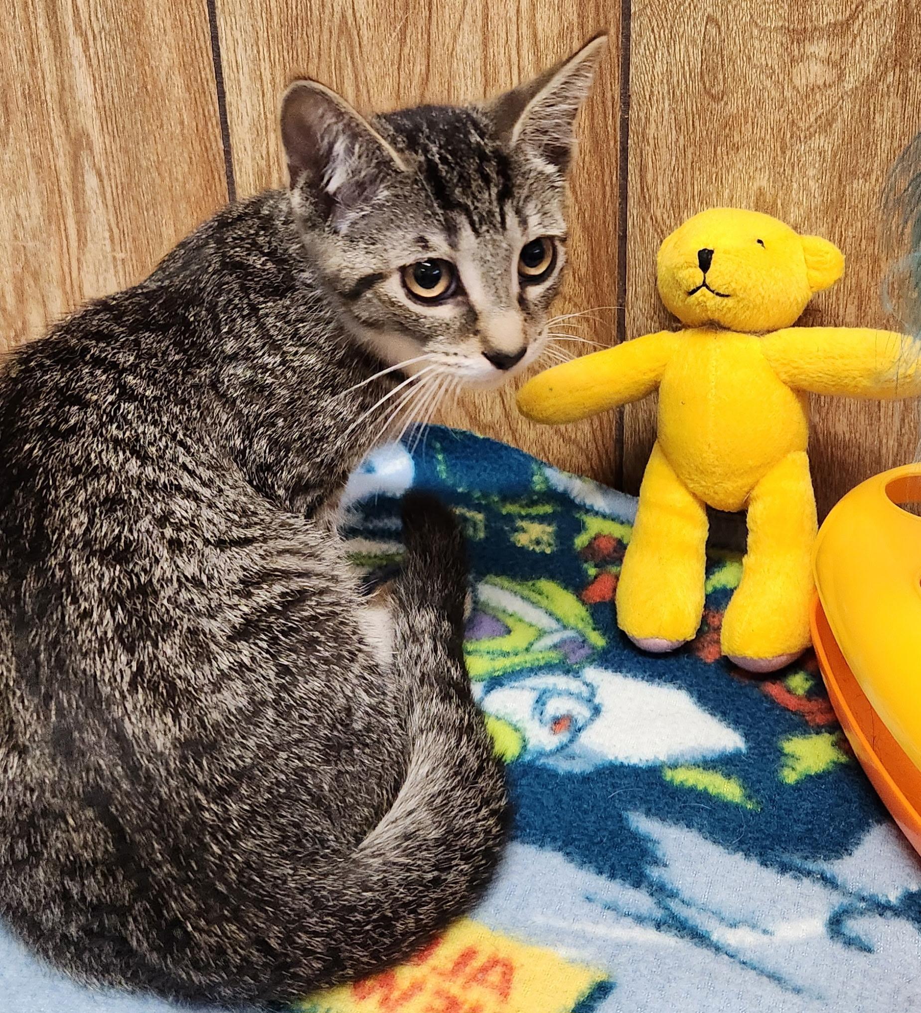 Hazelnut, an adopted Tabby in Linden, NJ image 5/6