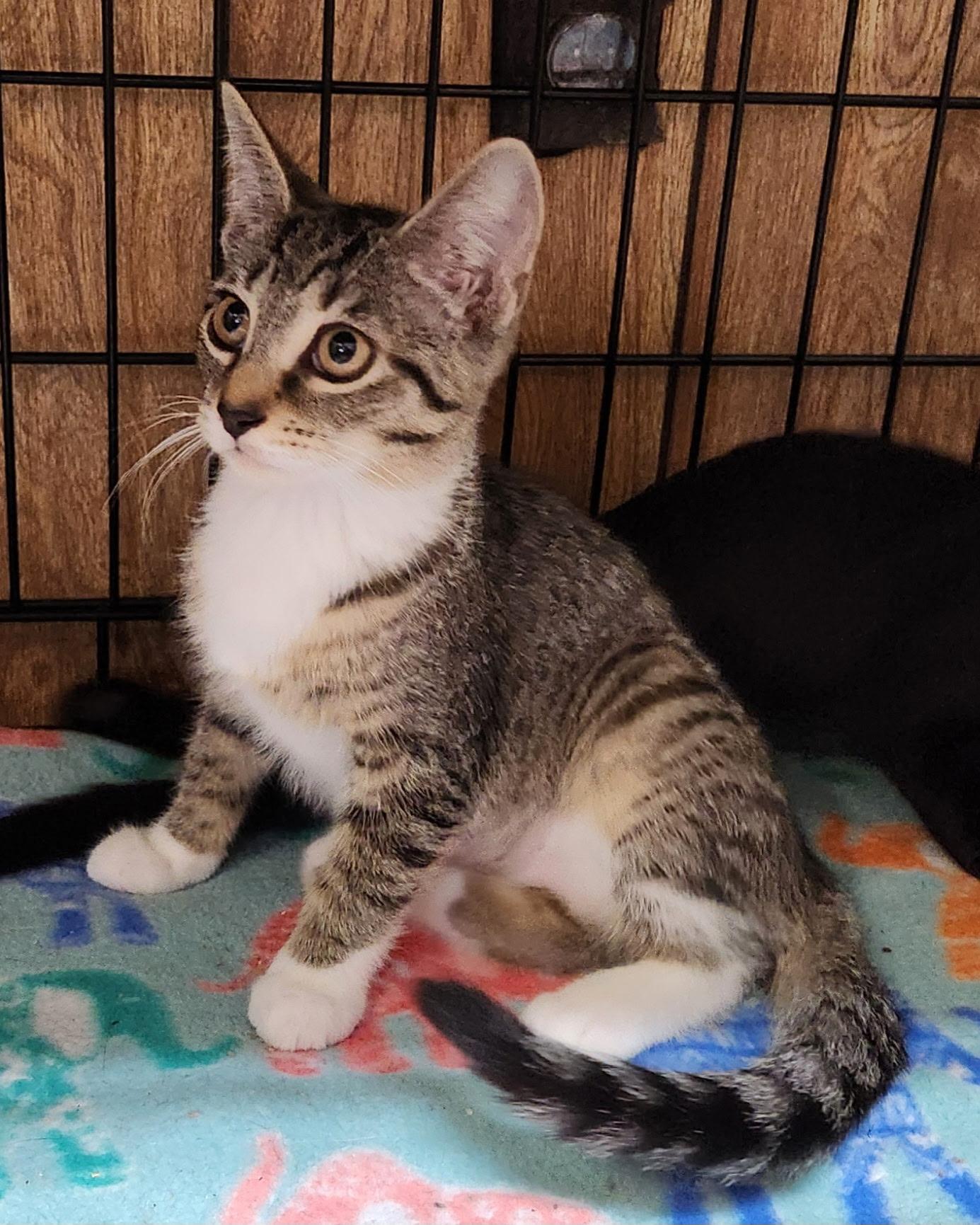 Hazelnut, adopted, Kitten Female Tabby.