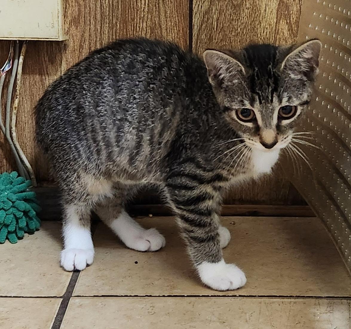 Hazelnut, an adopted Tabby in Linden, NJ image 2/6