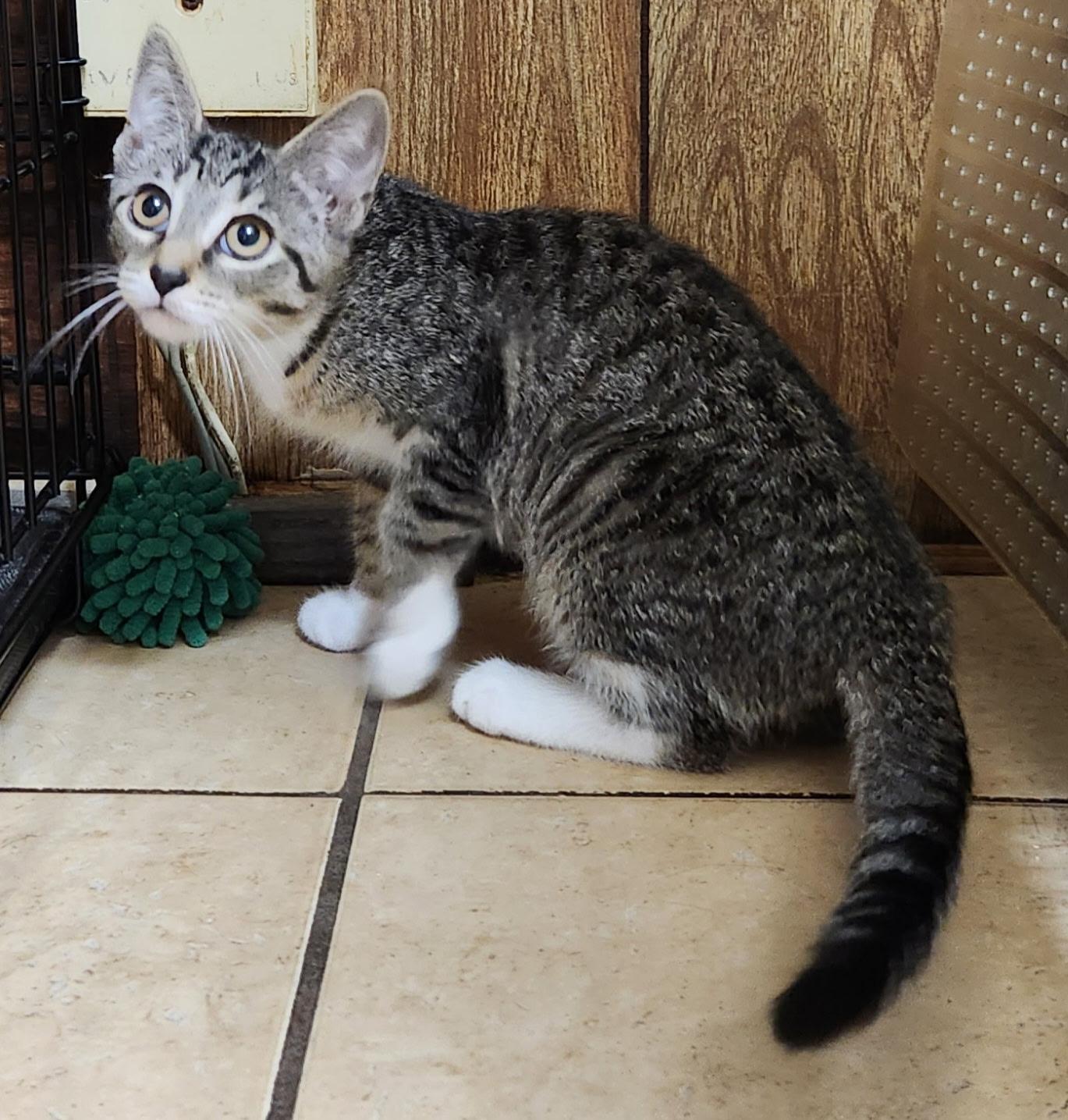 Hazelnut, an adopted Tabby in Linden, NJ image 6/6