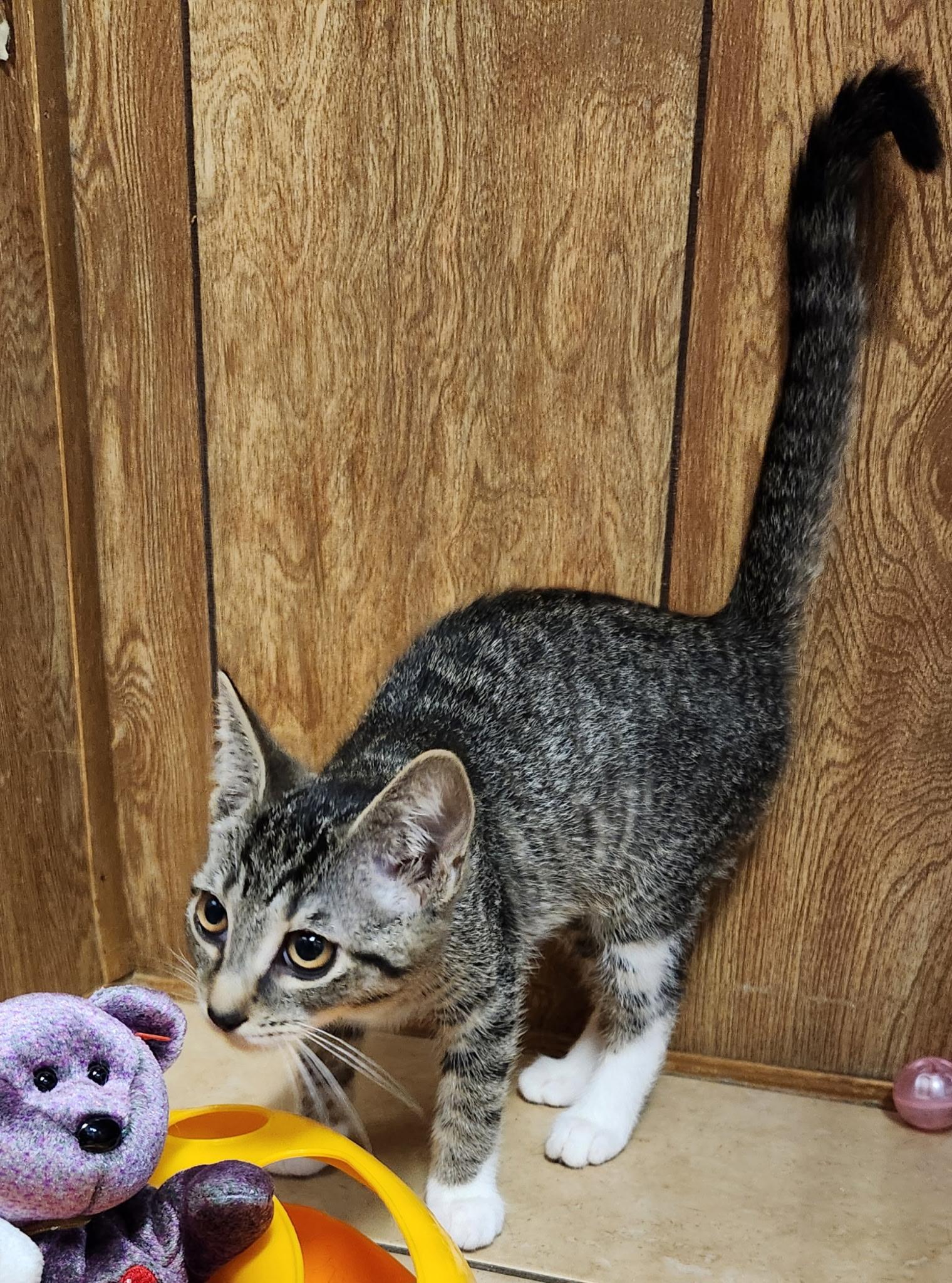 Hazelnut, an adopted Tabby in Linden, NJ image 3/6