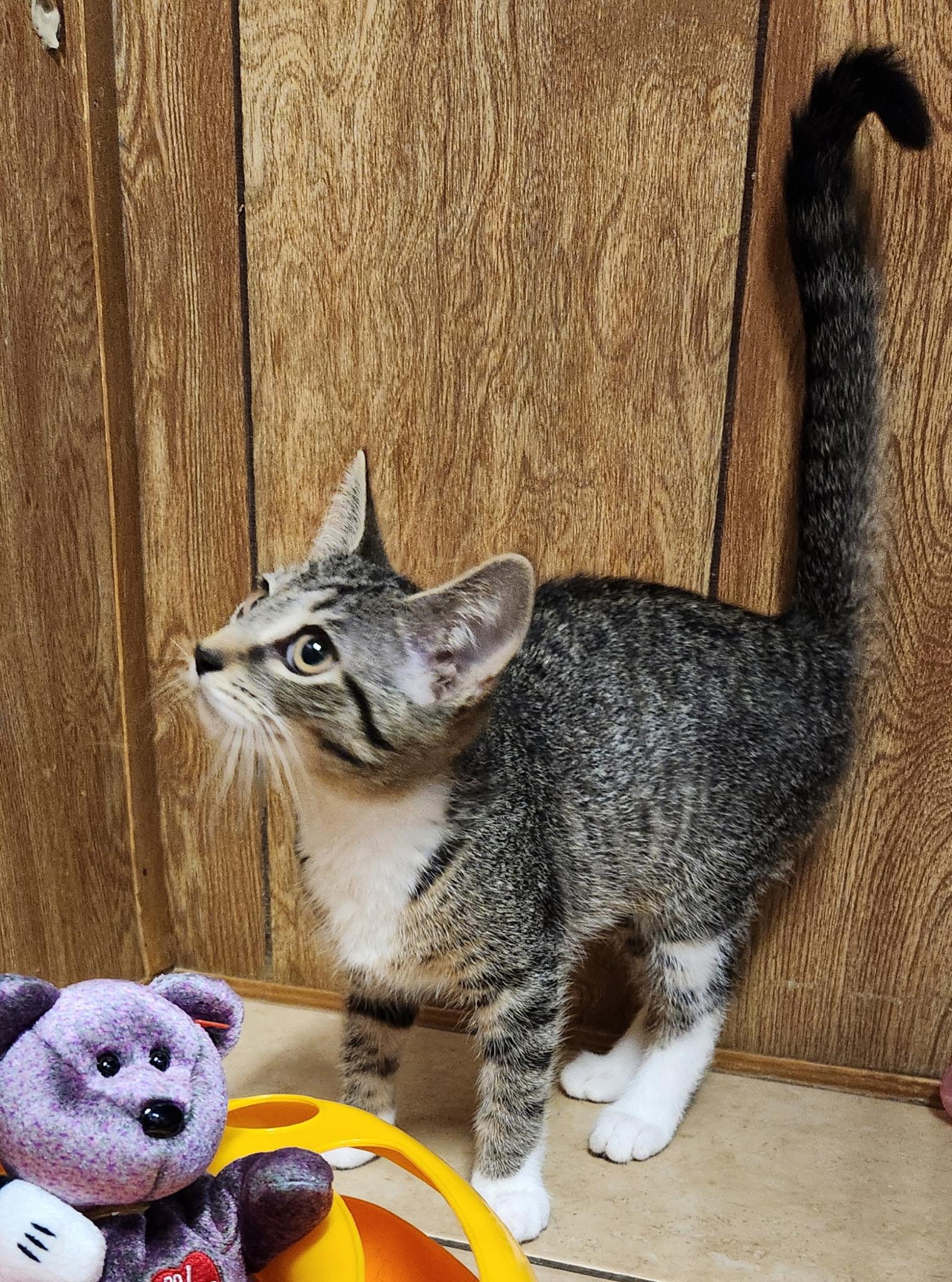 Hazelnut, an adopted Tabby in Linden, NJ image 4/6