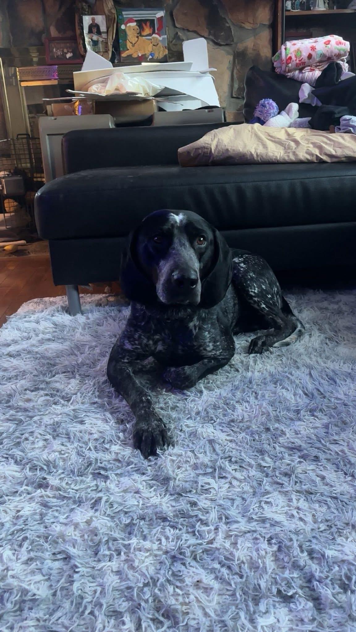 Enlarge Buck, an adopted Coonhound in Highland, NY image 3/3