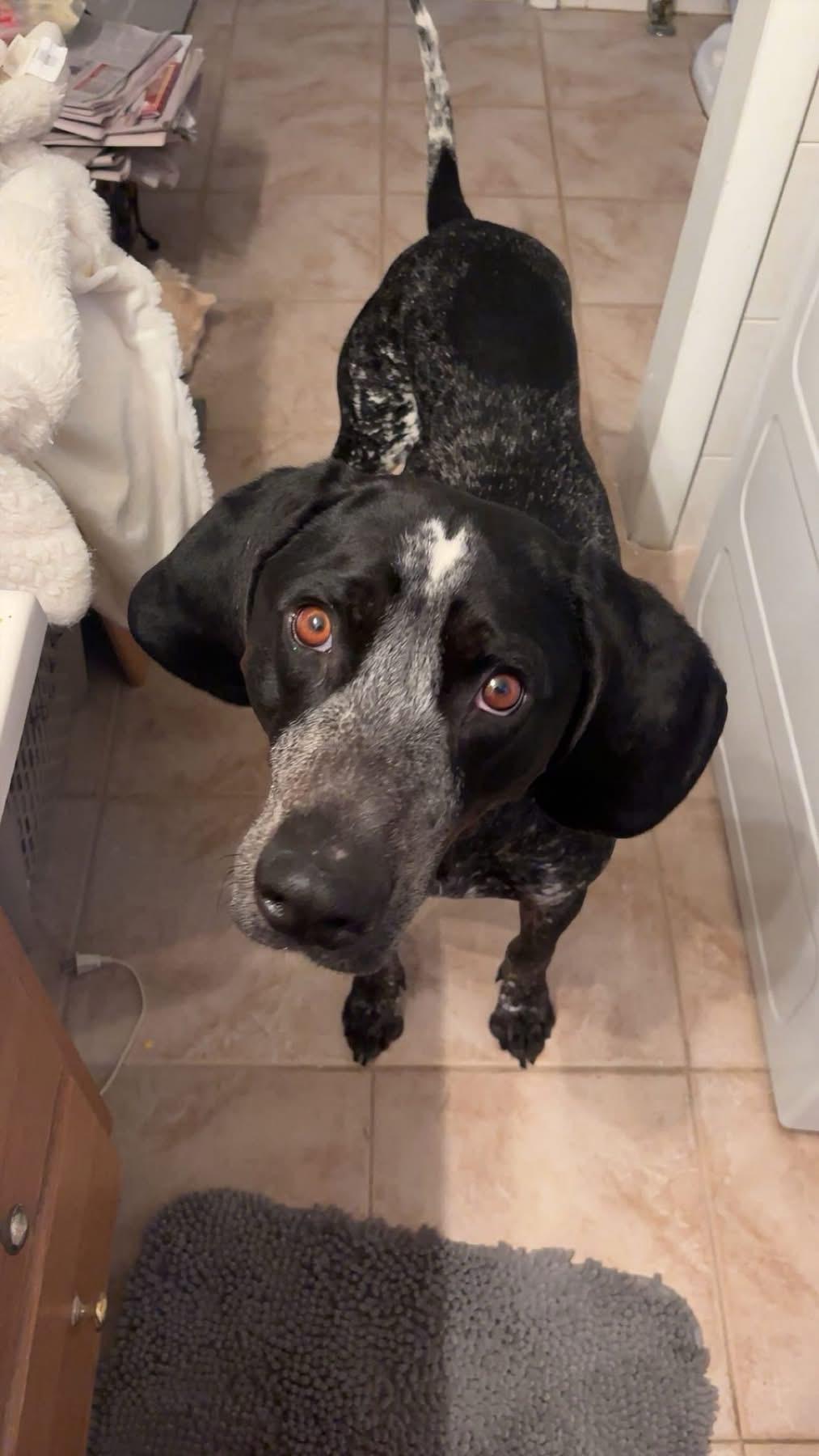 Enlarge Buck, an adopted Coonhound in Highland, NY image 2/3