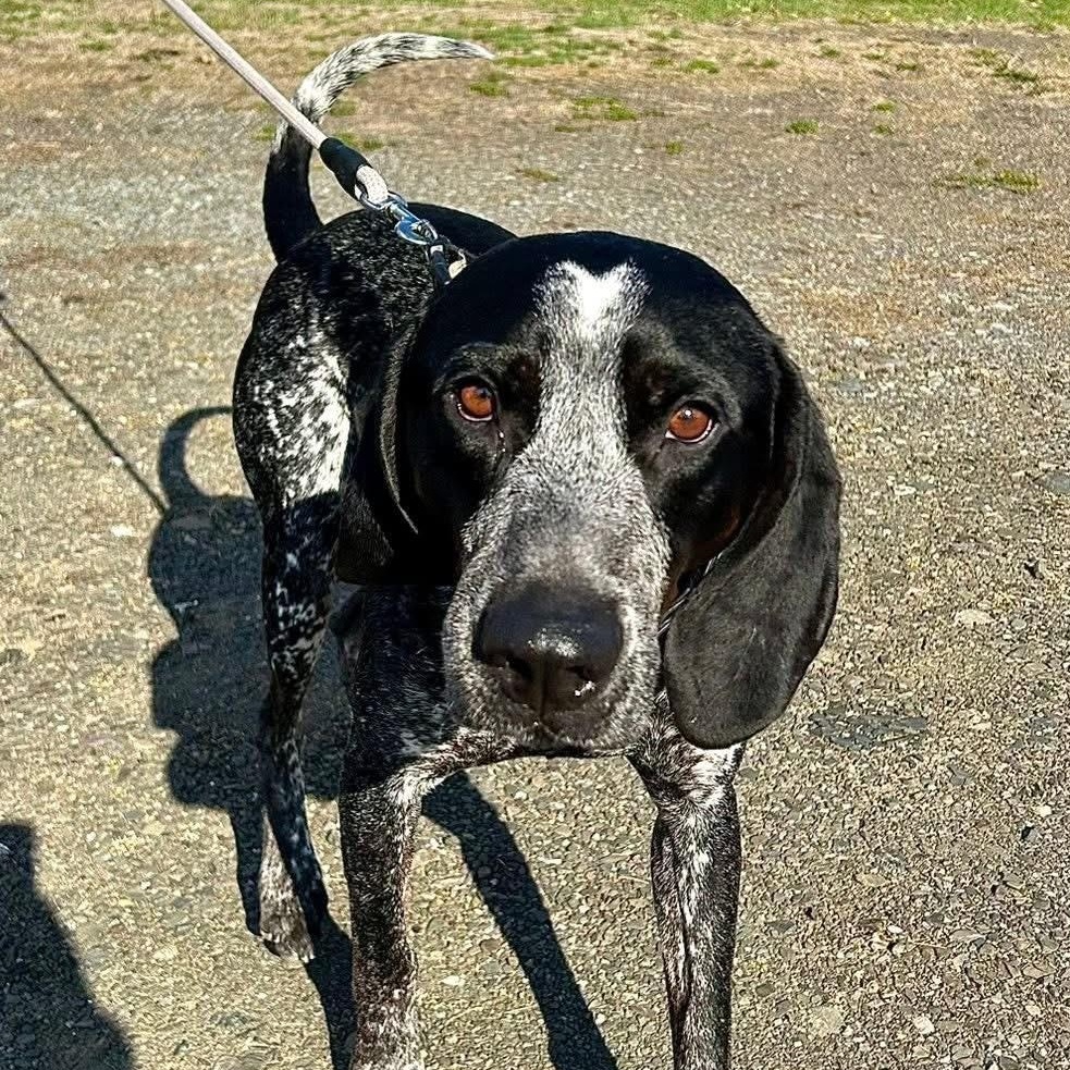 Buck, ADOPTABLE, Adult Male Coonhound.