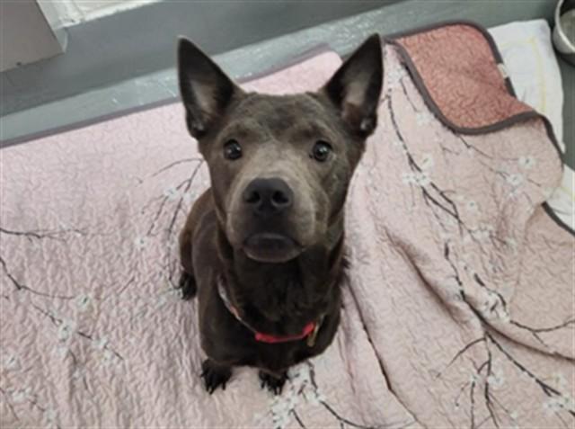FAYE, ADOPTABLE, Adult • Female, Chow Chow & Mixed Breed.