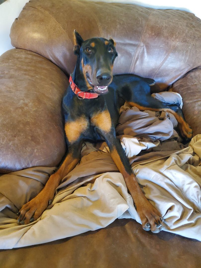 Arwen, an adoptable Doberman Pinscher in Cave Creek, AZ, 85331 | Photo Image 1