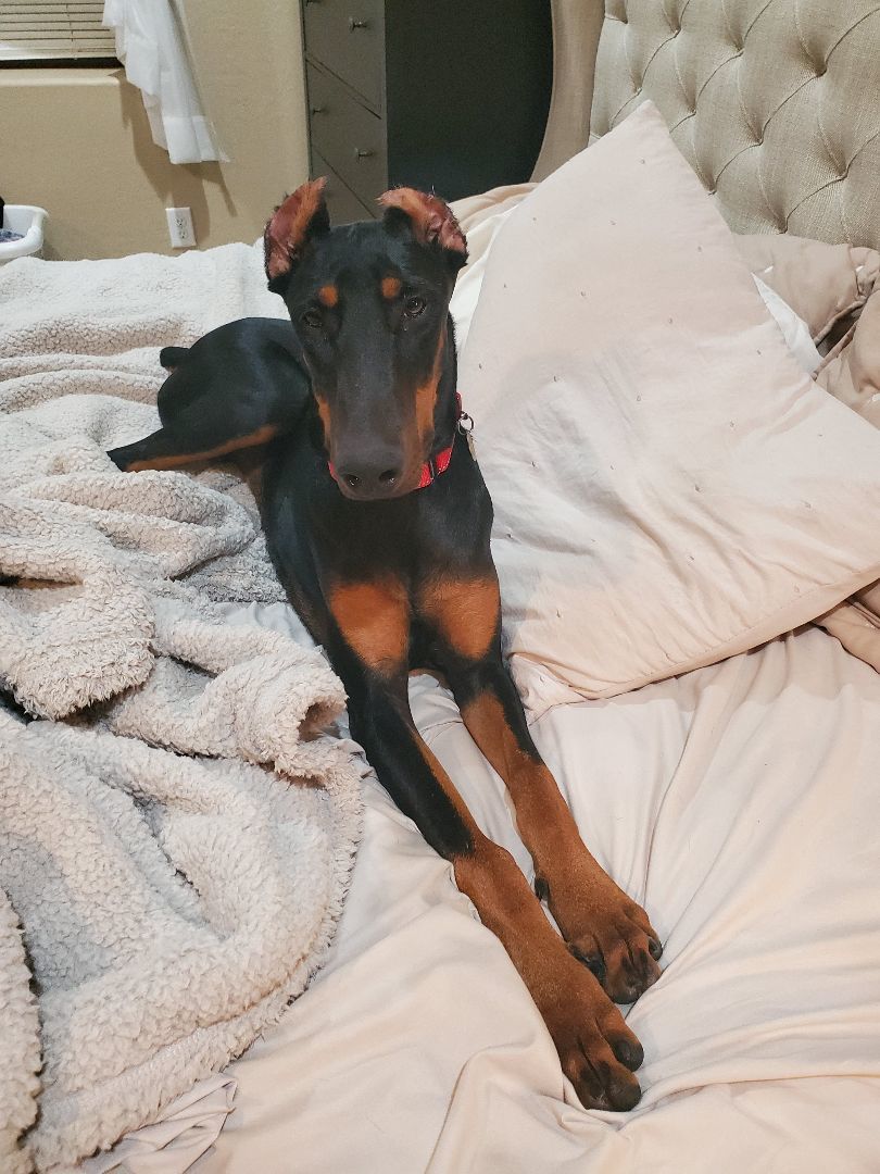 Arwen, an adoptable Doberman Pinscher in Cave Creek, AZ, 85331 | Photo Image 3
