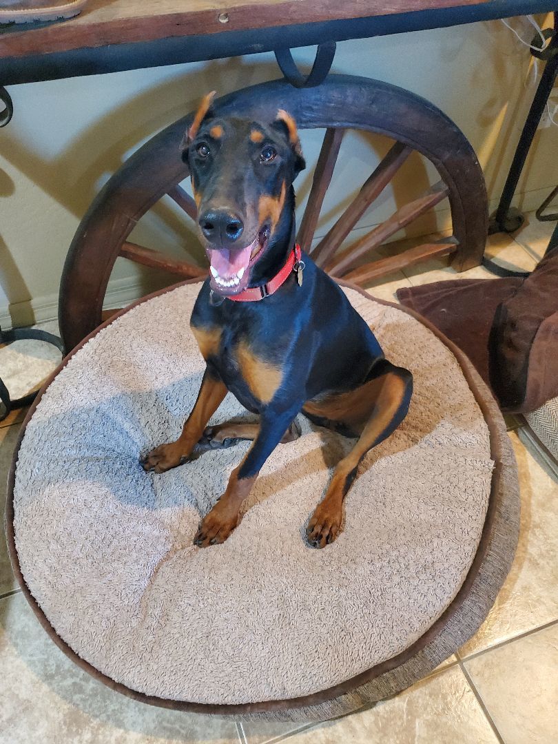Arwen, an adoptable Doberman Pinscher in Cave Creek, AZ, 85331 | Photo Image 2