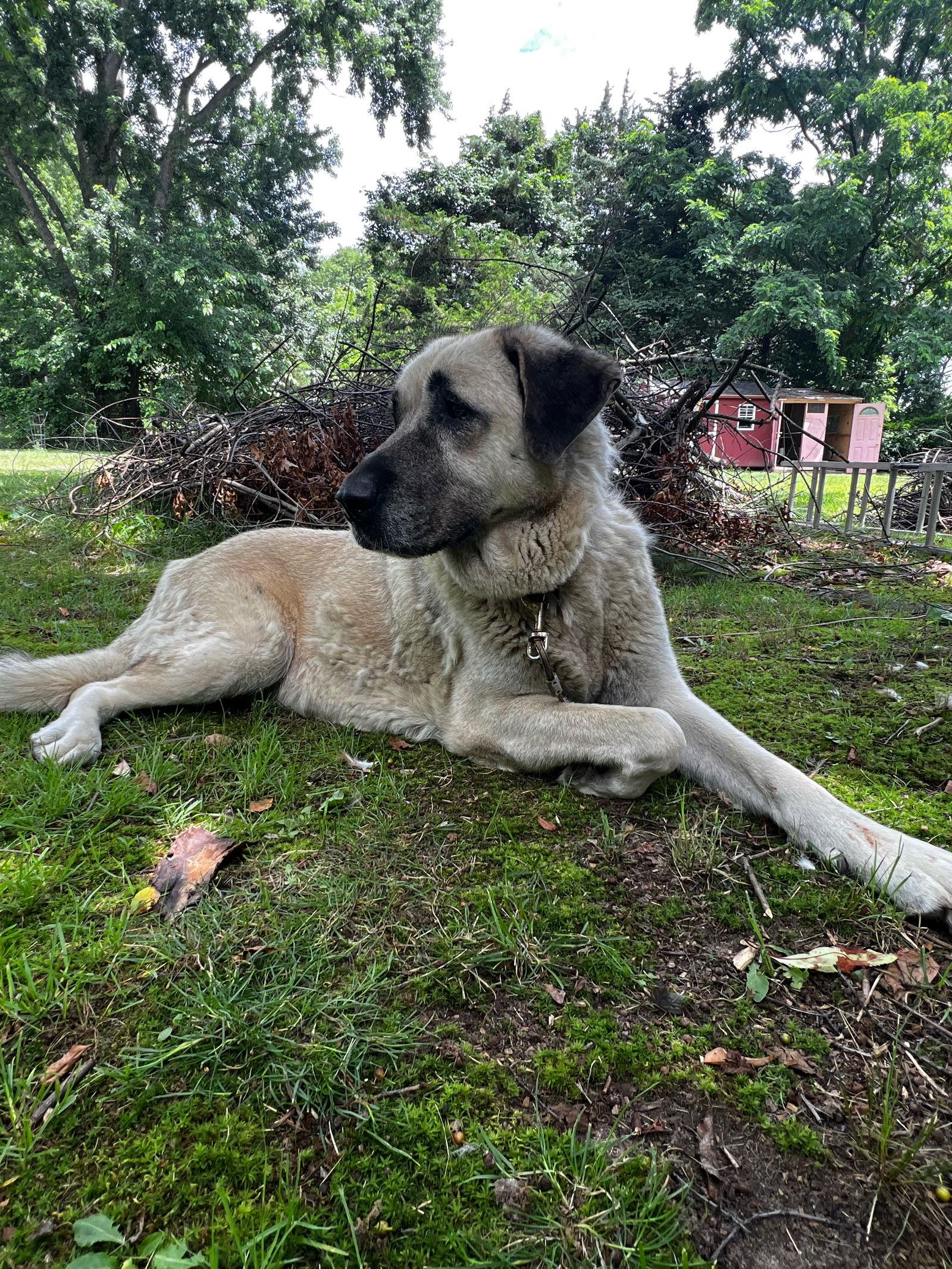 LUNA, Adopted, Adult Female Anatolian Shepherd.