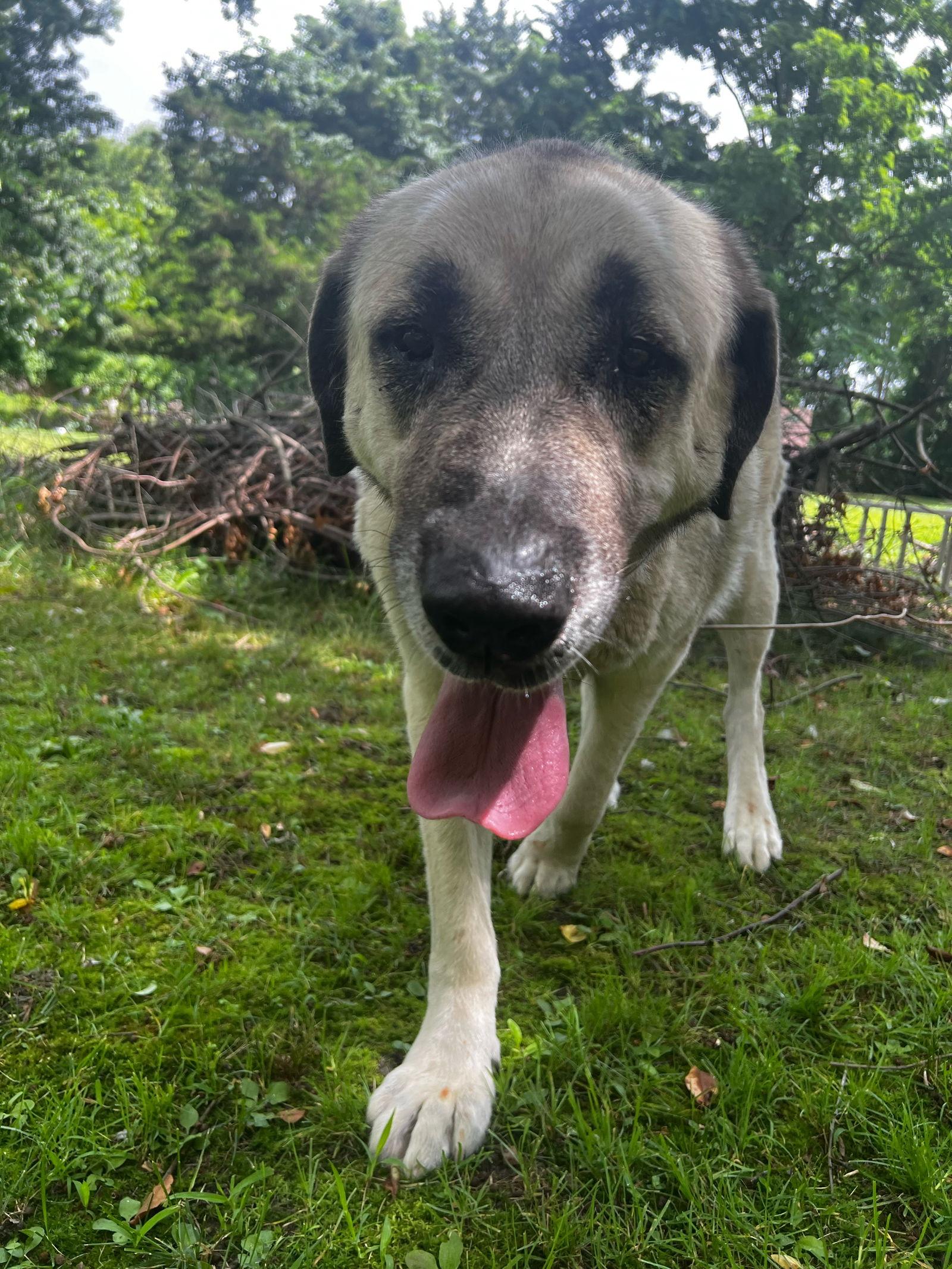 Enlarge LUNA, a Adopted Anatolian Shepherd in Jackson, NJ image 2/2