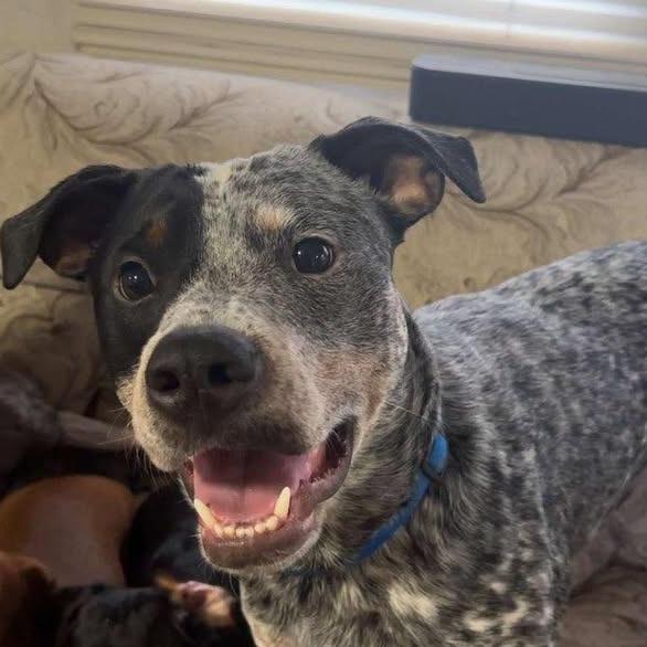 Enlarge Porter, a Adoptable Australian Cattle Dog / Blue Heeler in Ferndale, WA image 1/1