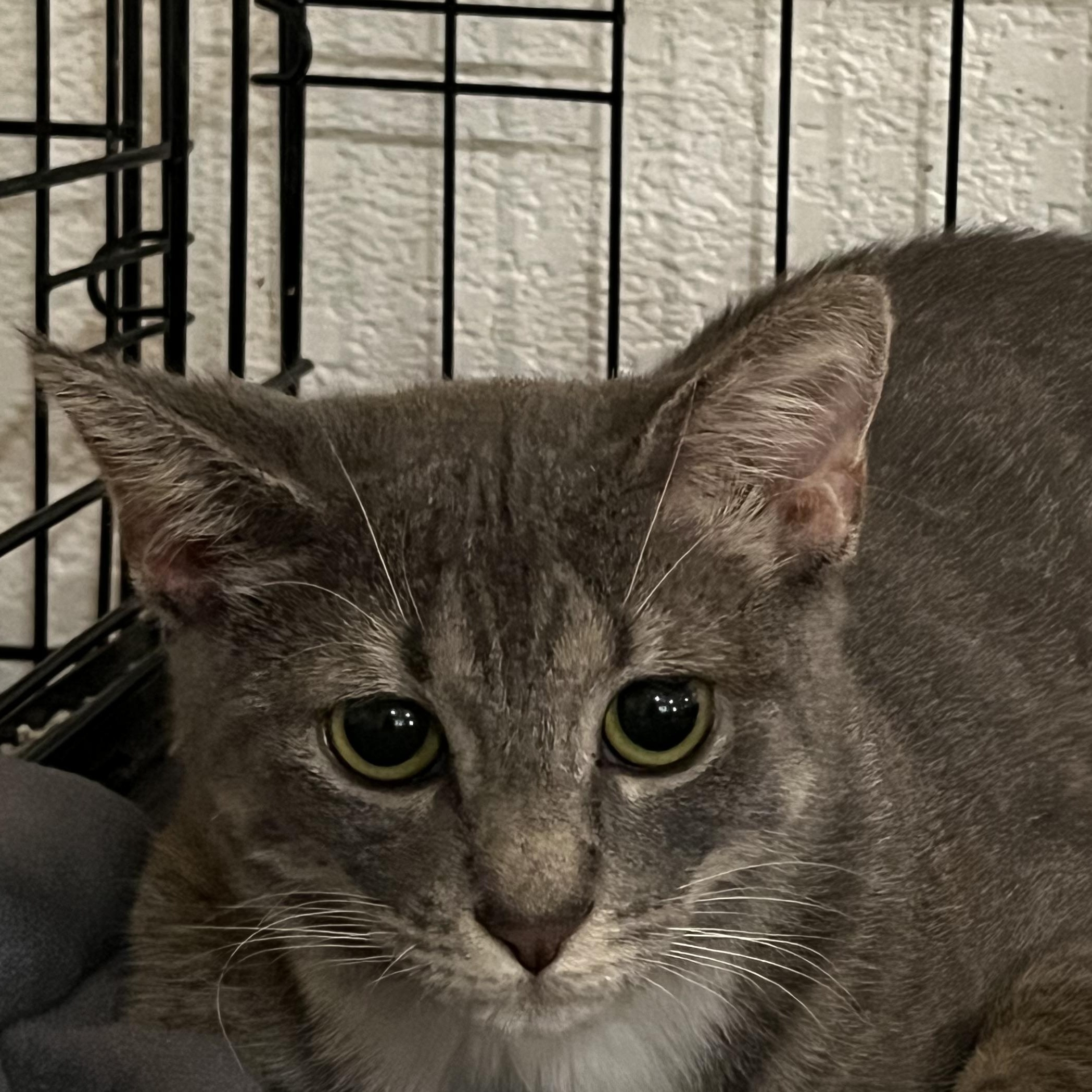 Serena 6875, ADOPTABLE, Kitten Female Domestic Short Hair.