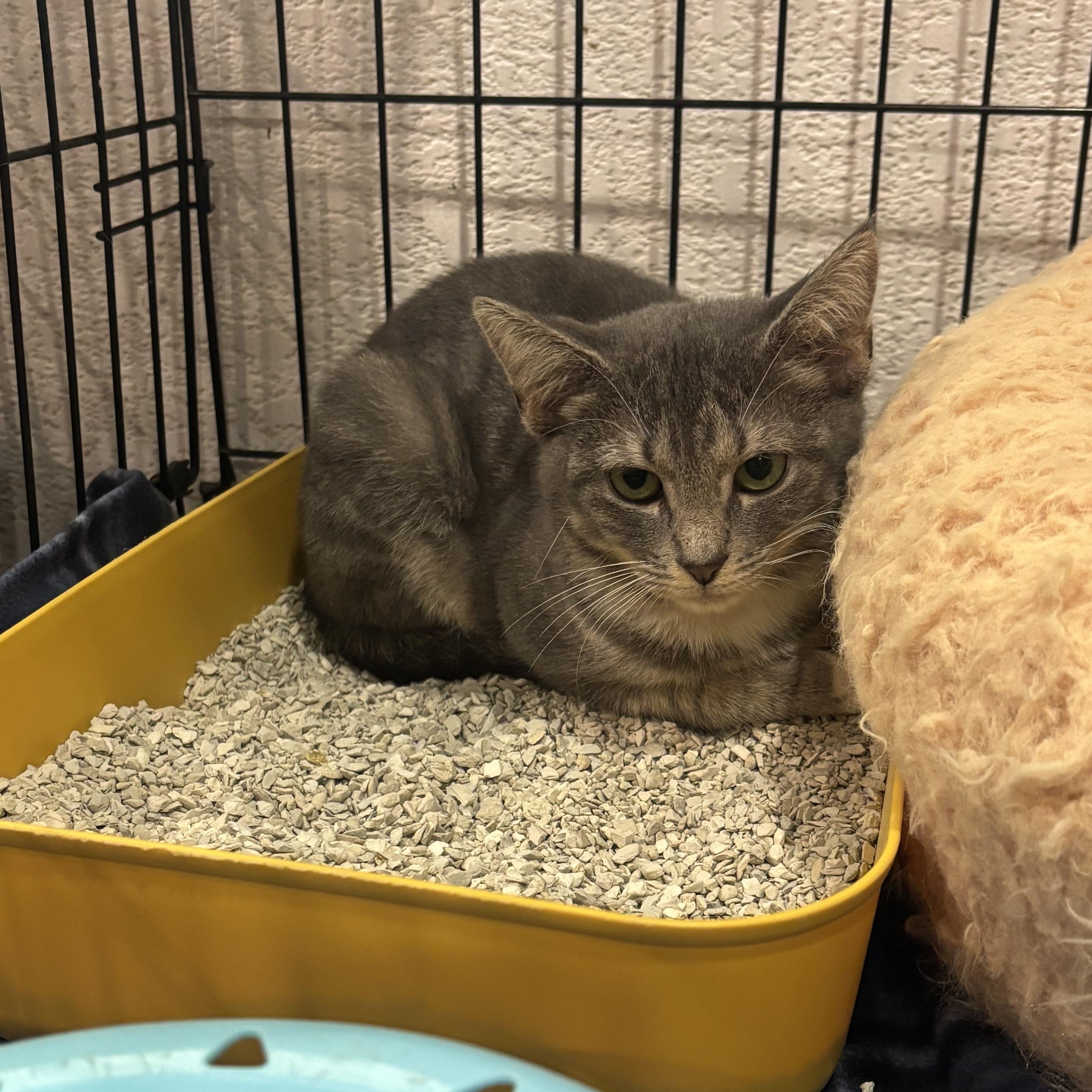 Serena 6875, ADOPTABLE, Kitten Female Domestic Short Hair.