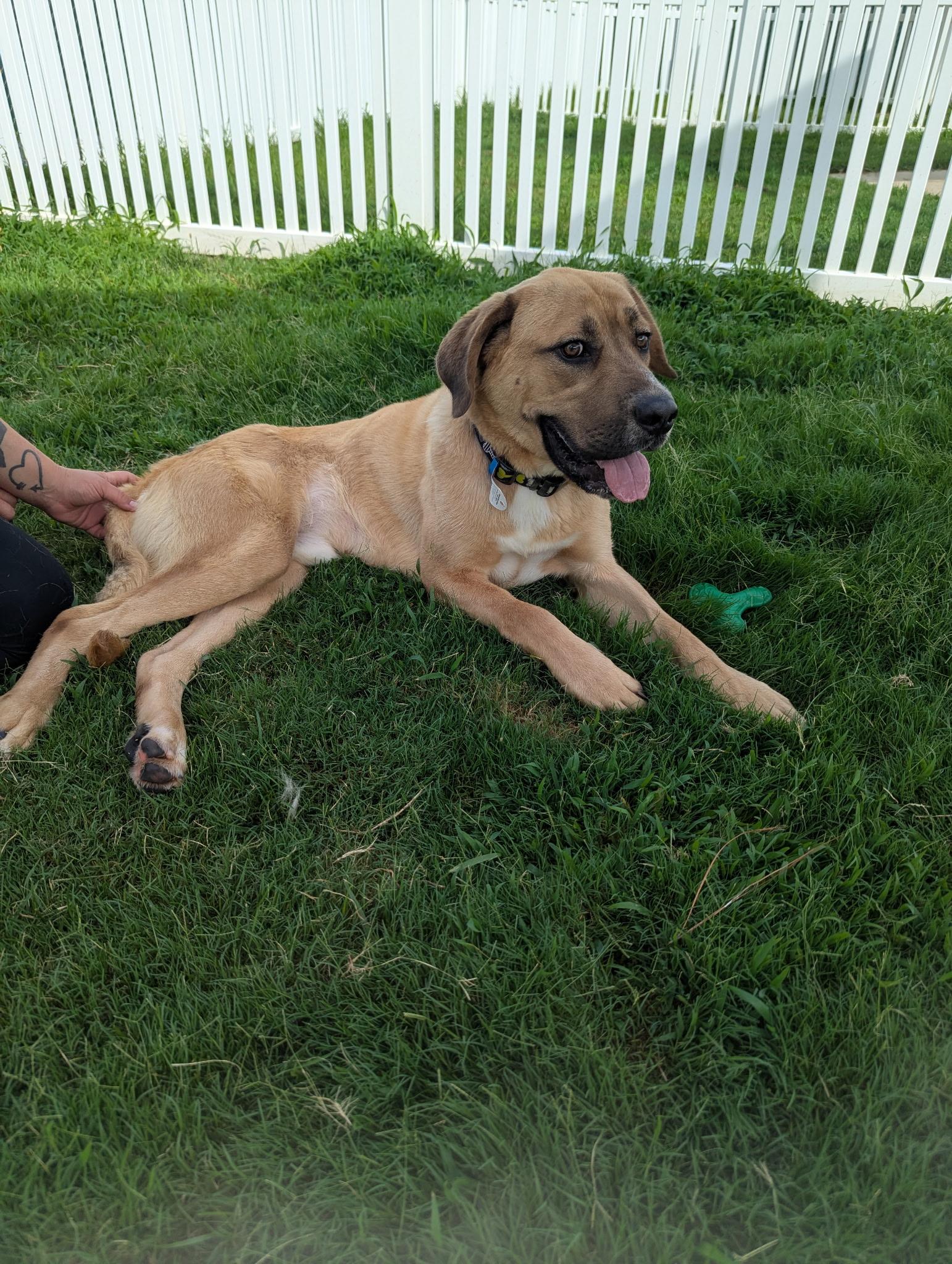 Enlarge Rocky, a Adoptable mixed breed in Paramus, NJ image 2/6