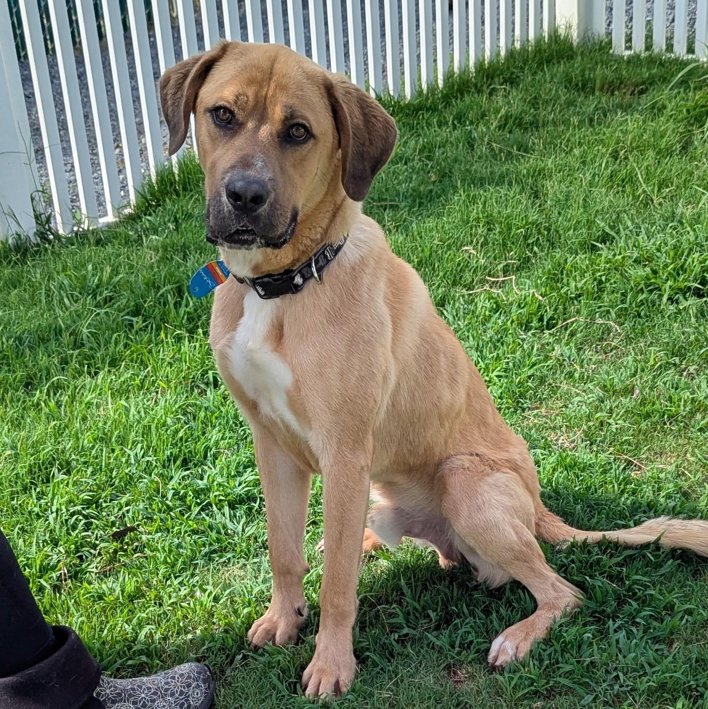 Enlarge Rocky, a Adoptable mixed breed in Paramus, NJ image 4/6