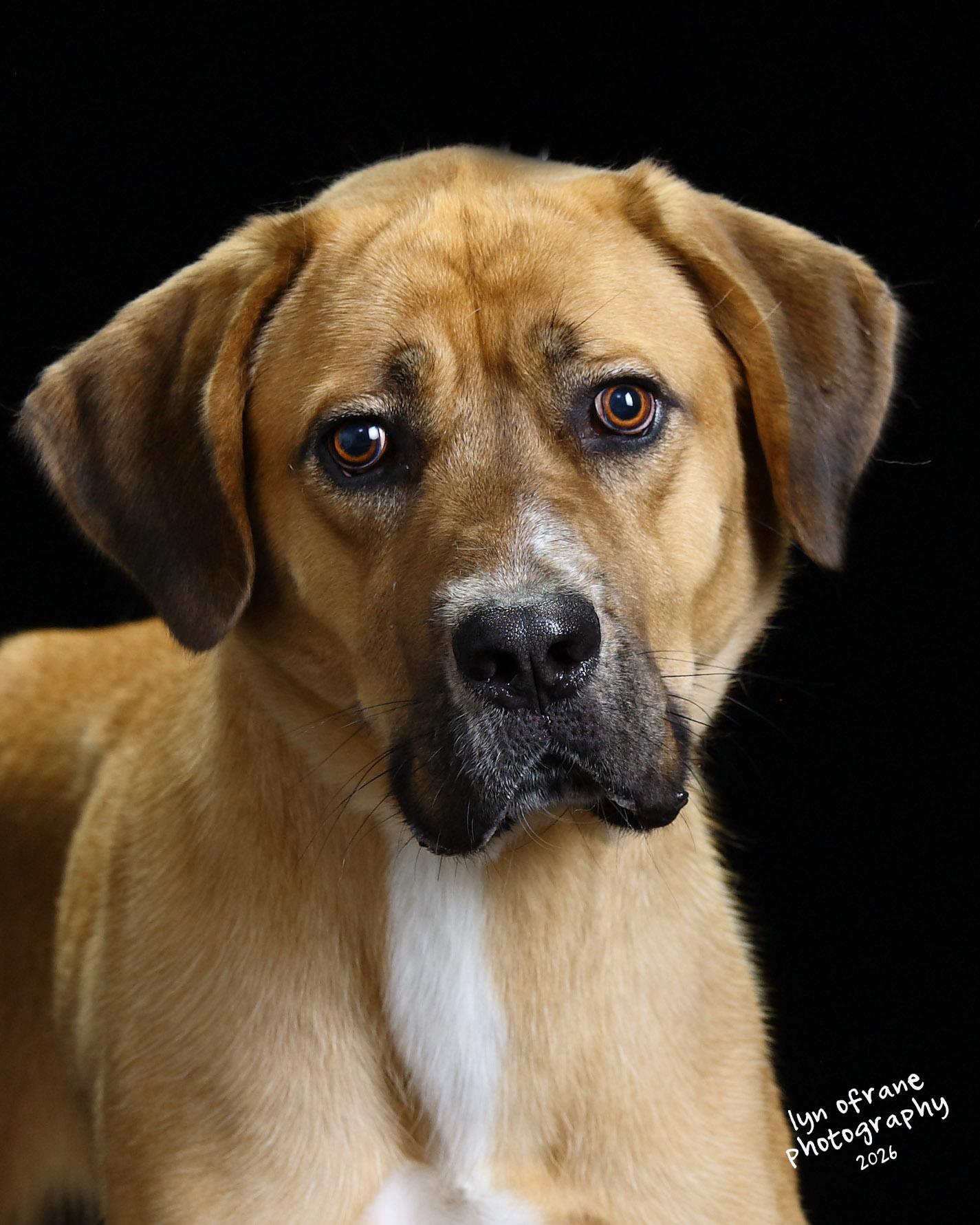 Rocky, Adoptable, Young Male Mastiff & Hound.