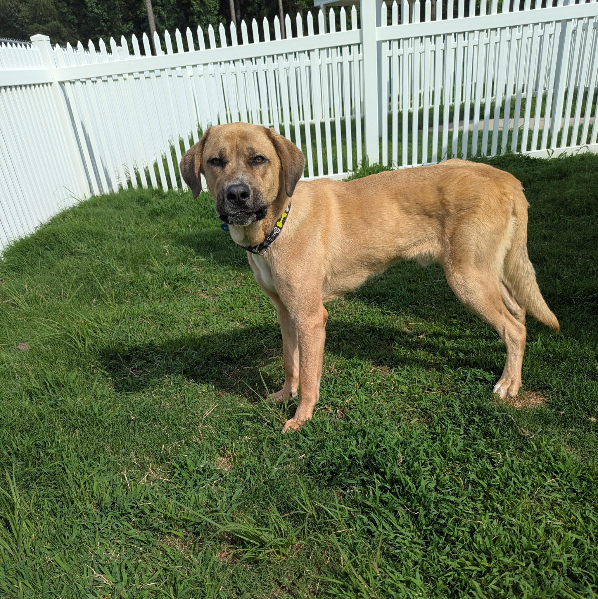 Enlarge Rocky, a Adoptable mixed breed in Paramus, NJ image 3/6