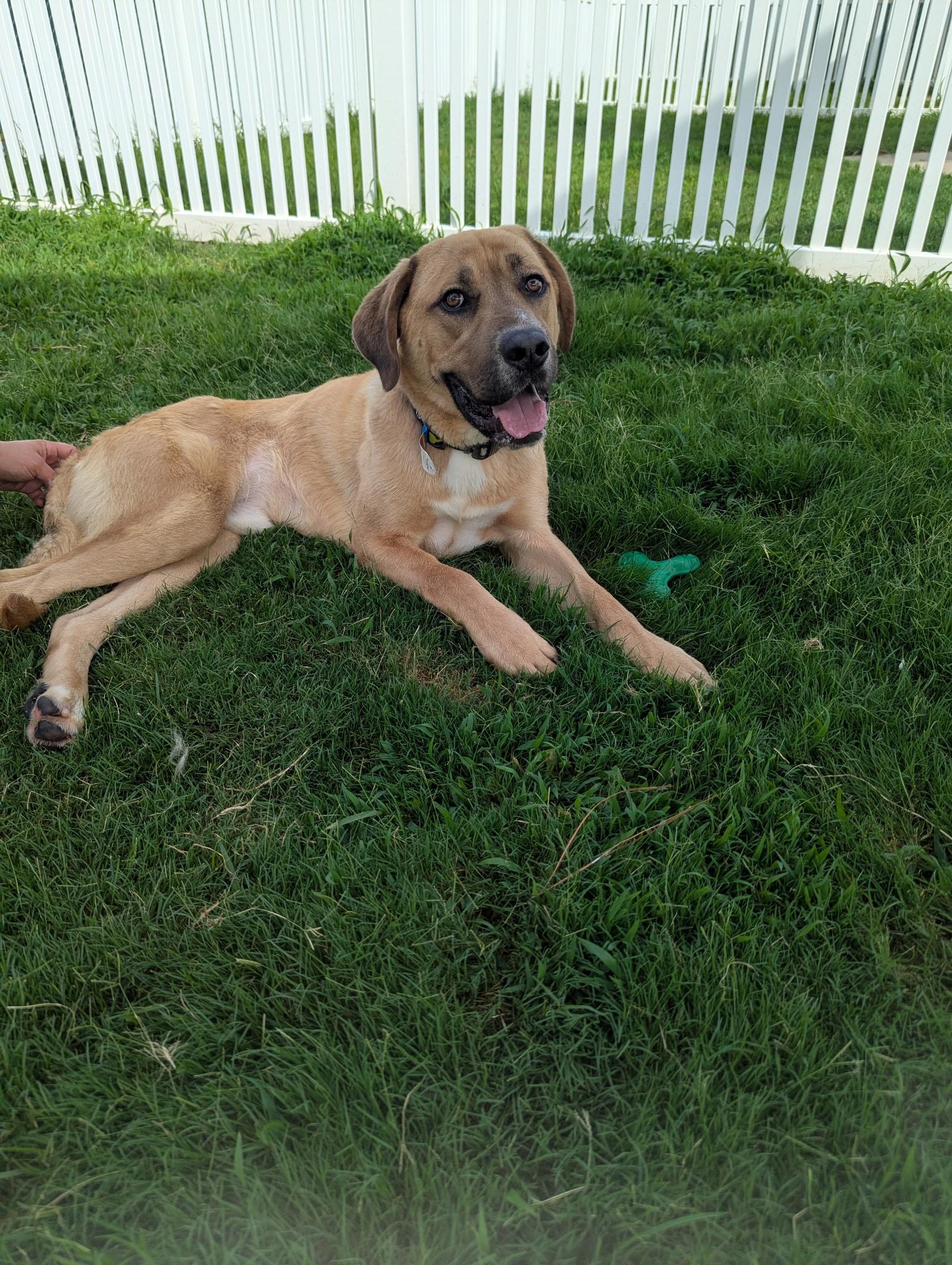 Enlarge Rocky, a Adoptable mixed breed in Paramus, NJ image 5/6