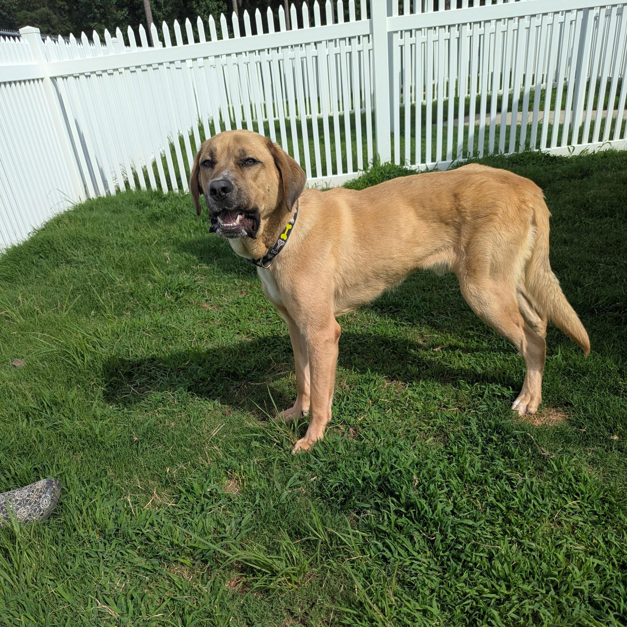 Enlarge Rocky, a Adoptable mixed breed in Paramus, NJ image 6/6