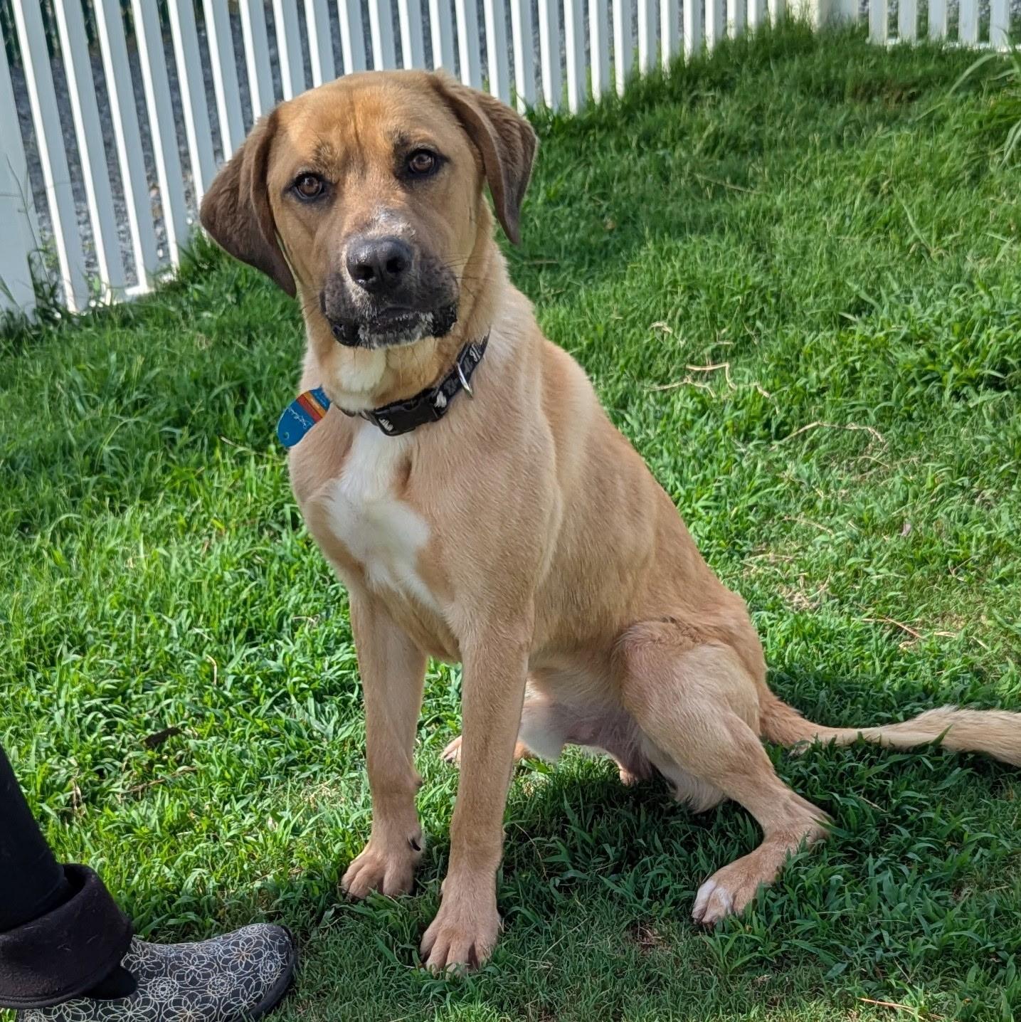 Rocky, Adoptable, Adult Male Labrador Retriever.