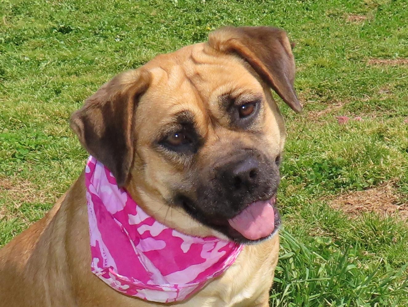 Molly 25C-229B, Adoptable, Puppy Female Beagle & Boxer.