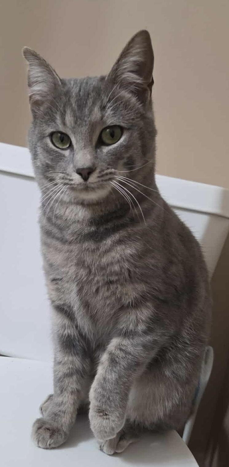 Baby Girl, Adoptable, Kitten Female Domestic Short Hair.