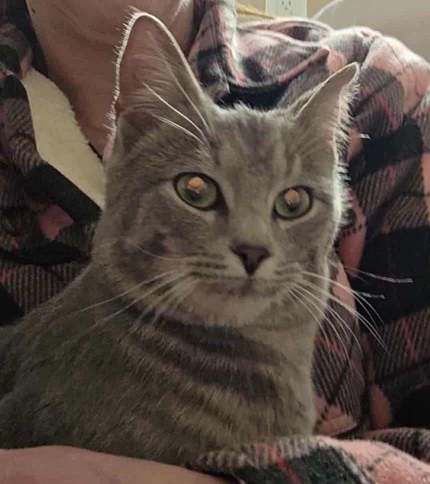 Baby Girl, a Adoptable Domestic Short Hair in CANONSBURG, PA image 2/2