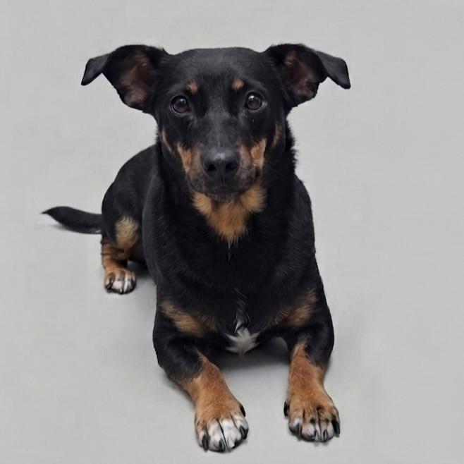 Molly, Adoptable, Adult Female Dachshund & Mixed Breed.
