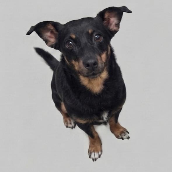 Enlarge Molly, a Adoptable mixed breed in Enid, OK image 2/2