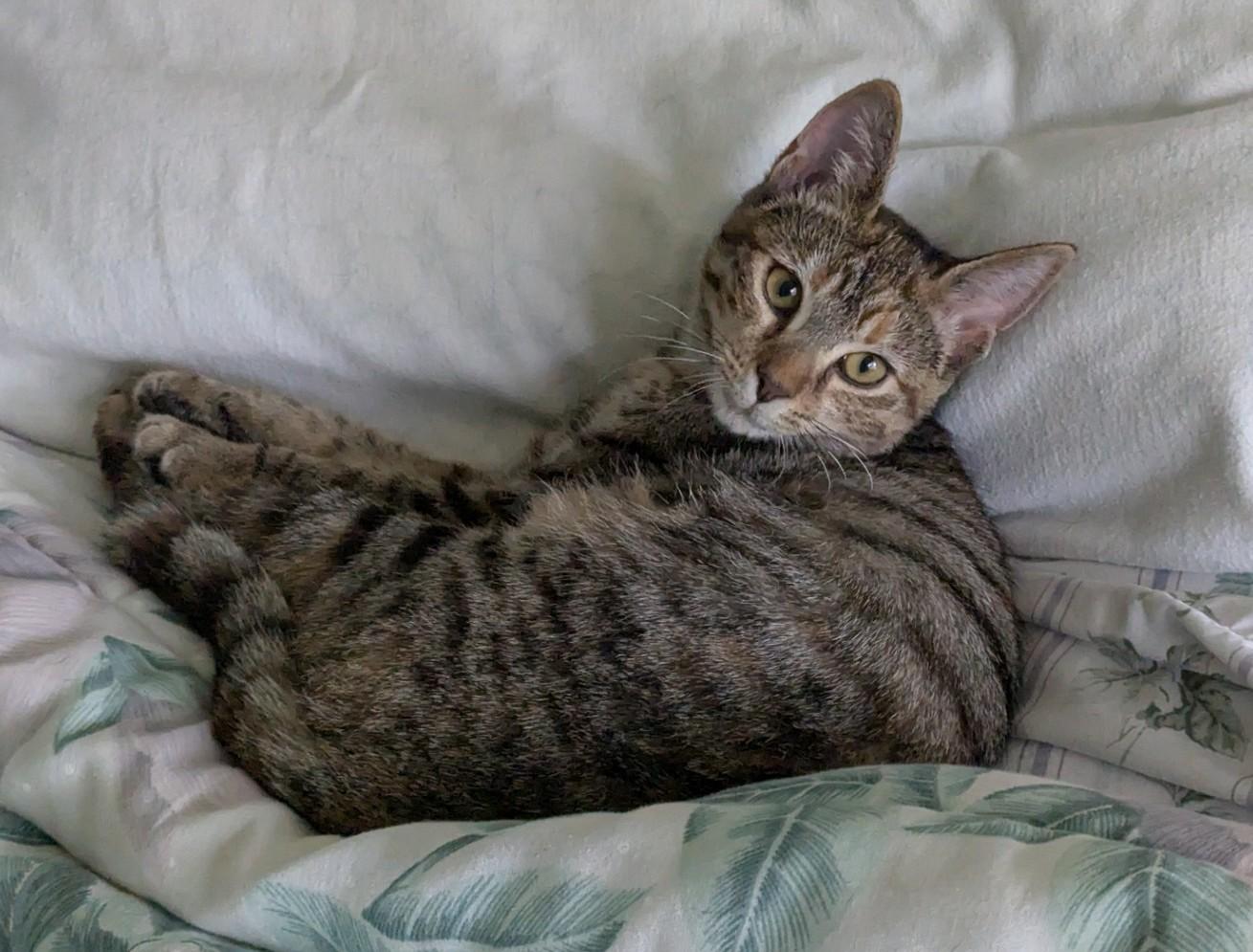 PARIS, a Adoptable mixed breed in Crystal River, FL image 3/6