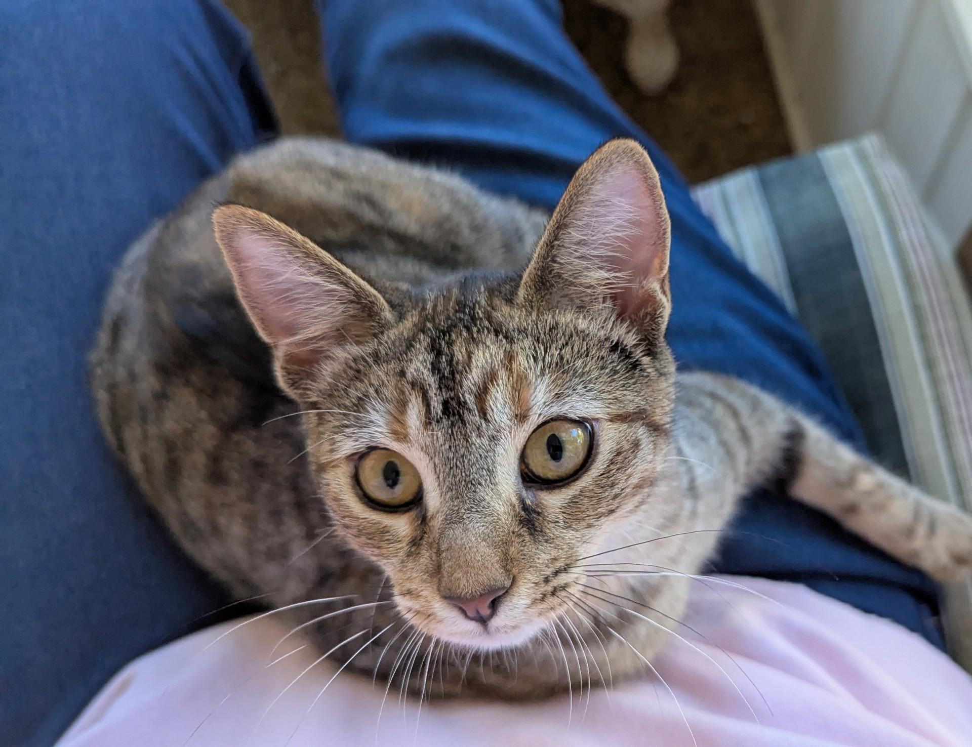 PARIS, Adoptable, Young Female Tabby & Domestic Short Hair.