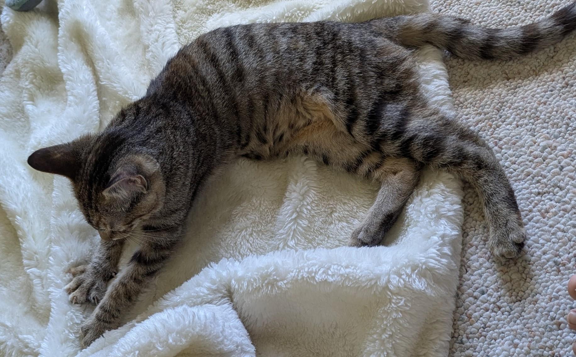 PARIS, a Adoptable mixed breed in Crystal River, FL image 6/6