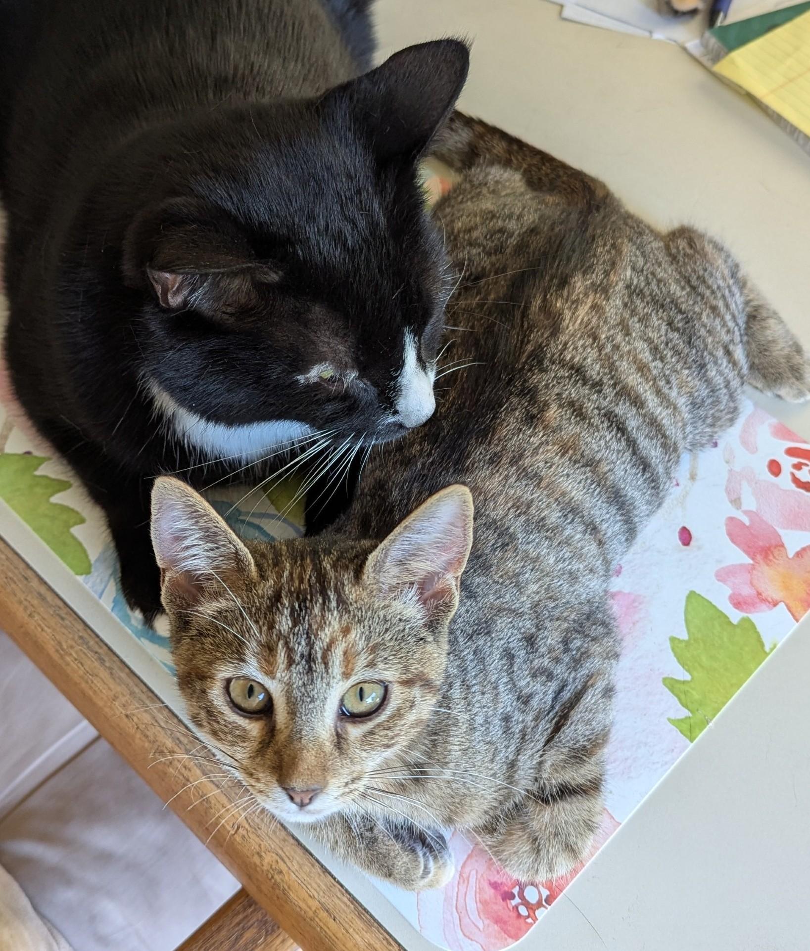 PARIS, a Adoptable mixed breed in Crystal River, FL image 5/6