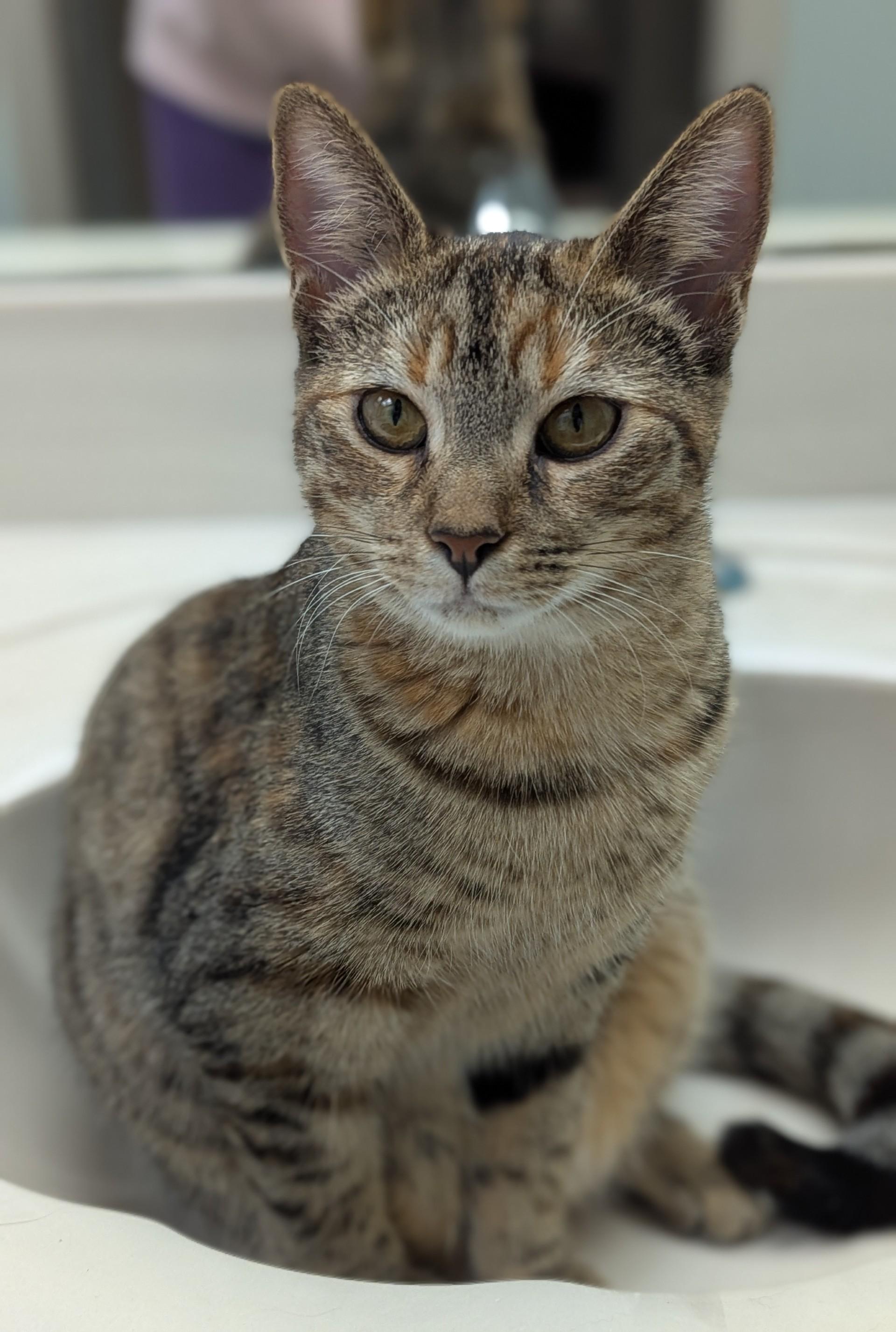 PARIS, adoptable, Young Female Torbie & Domestic Short Hair.