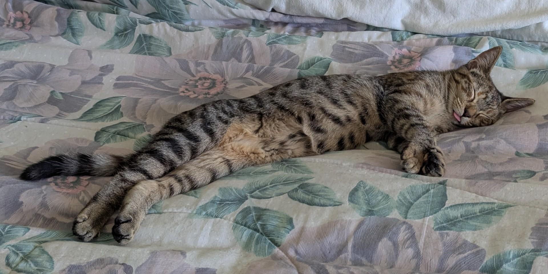 PARIS, a Adoptable mixed breed in Crystal River, FL image 2/6