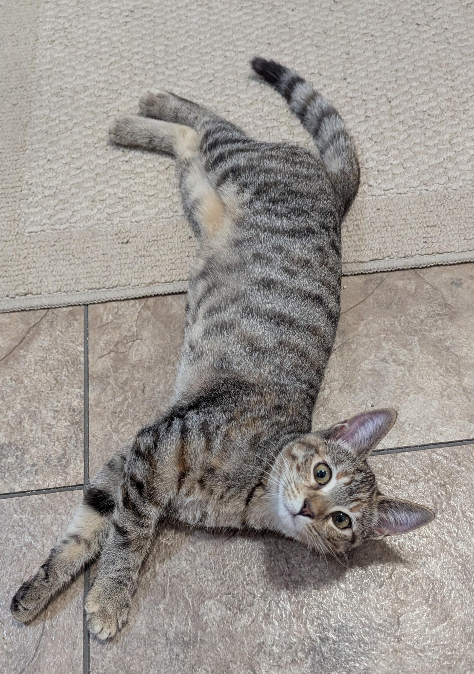 PARIS, a Adoptable mixed breed in Crystal River, FL image 4/6