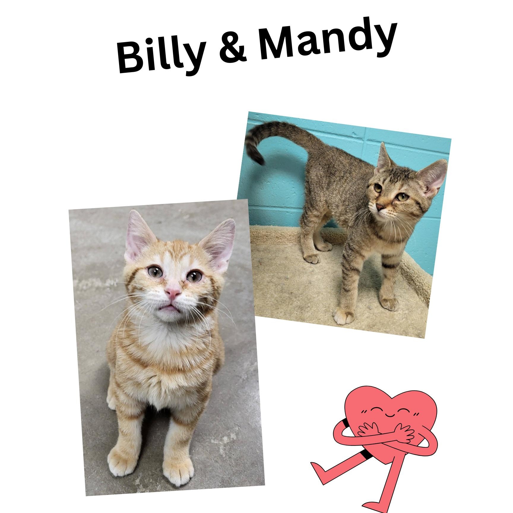 Billy & Mandy, adopted, Young Male Domestic Short Hair.