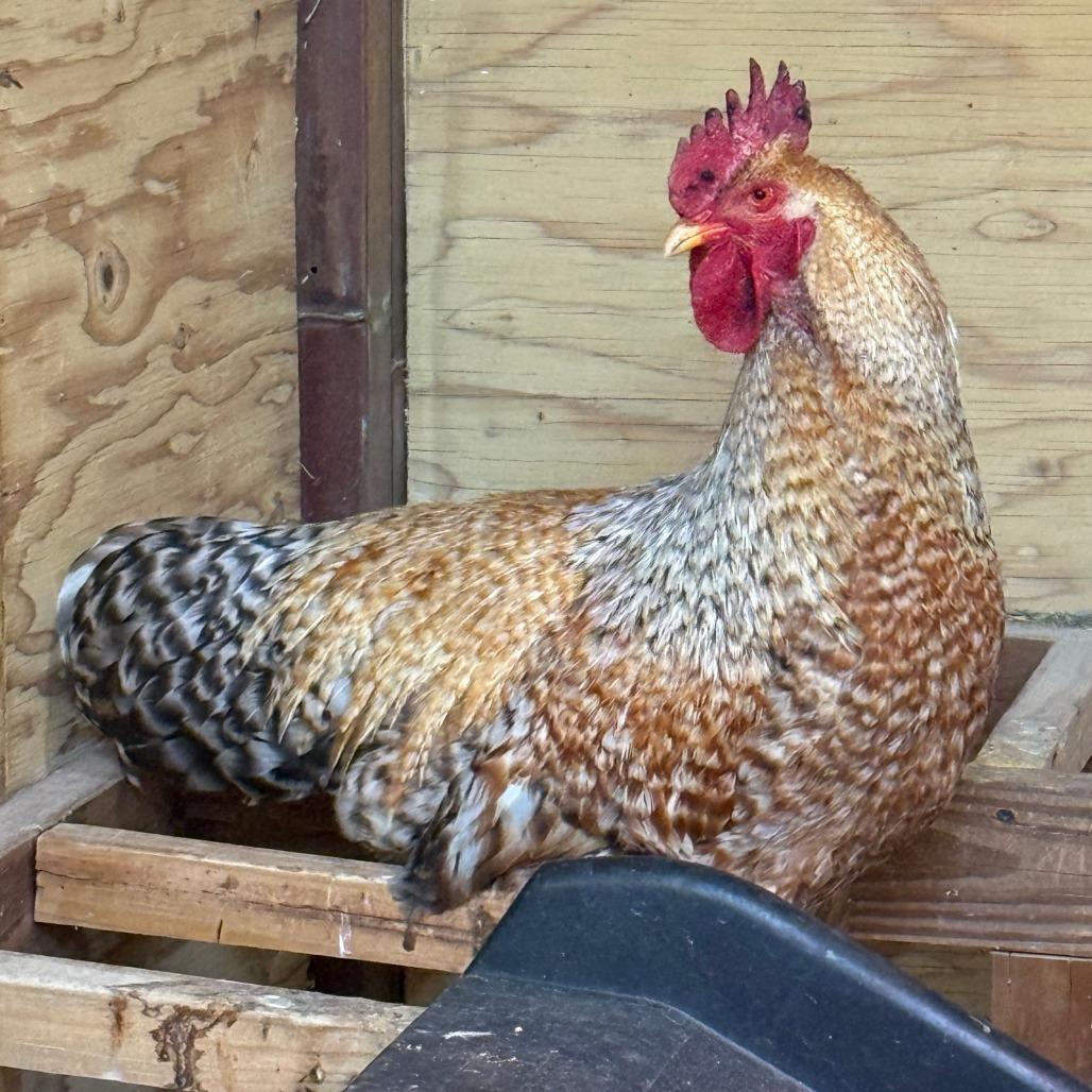 Two-Stroke, Adoptable, Young Male Chicken.