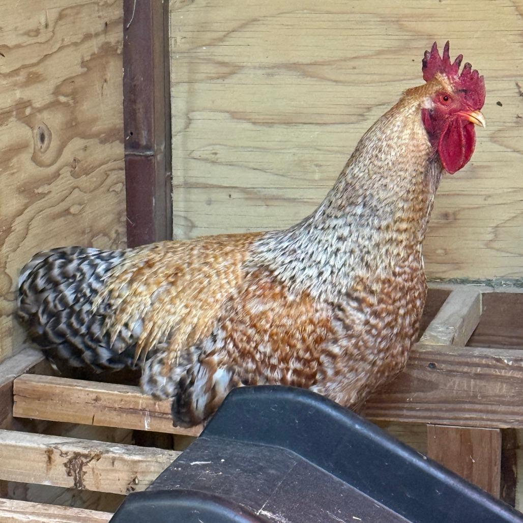 Enlarge Two-Stroke, a Adoptable Chicken in Cheyenne, WY image 2/2